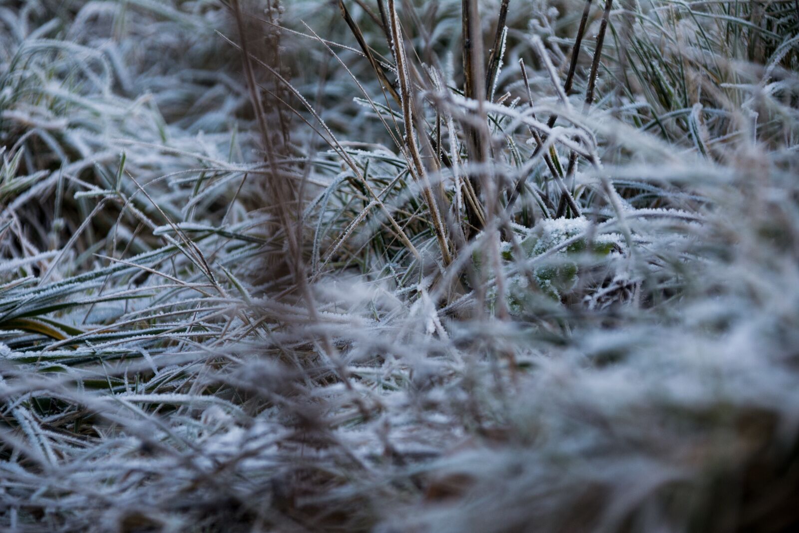 Nikon D5200 + Tamron 18-200mm F3.5-6.3 Di II VC sample photo. Grass, winter, frozen photography