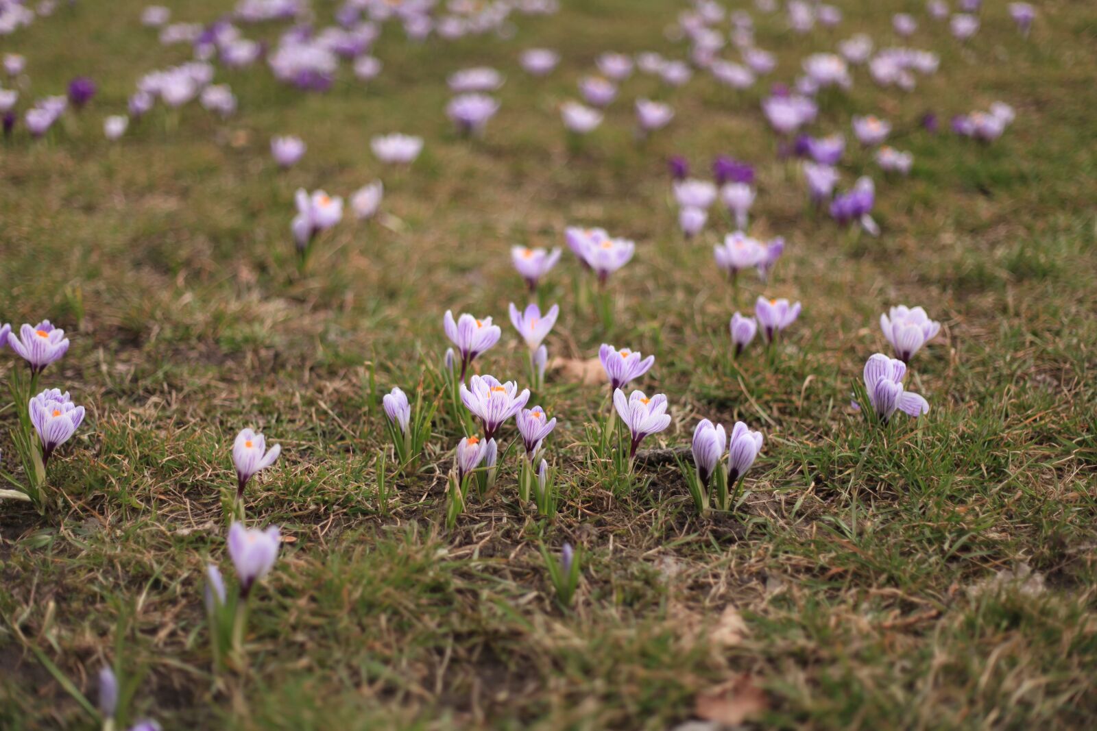 Canon EOS 5D Mark II sample photo. Crocus, spring, nature photography