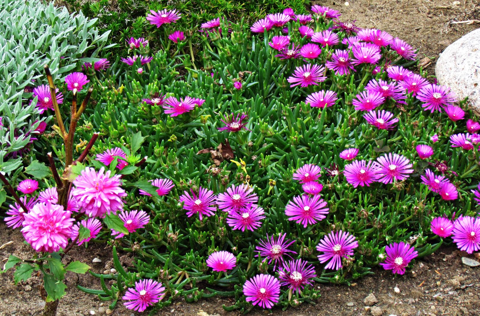 Canon PowerShot SX30 IS sample photo. Flowers, meadow, nature photography