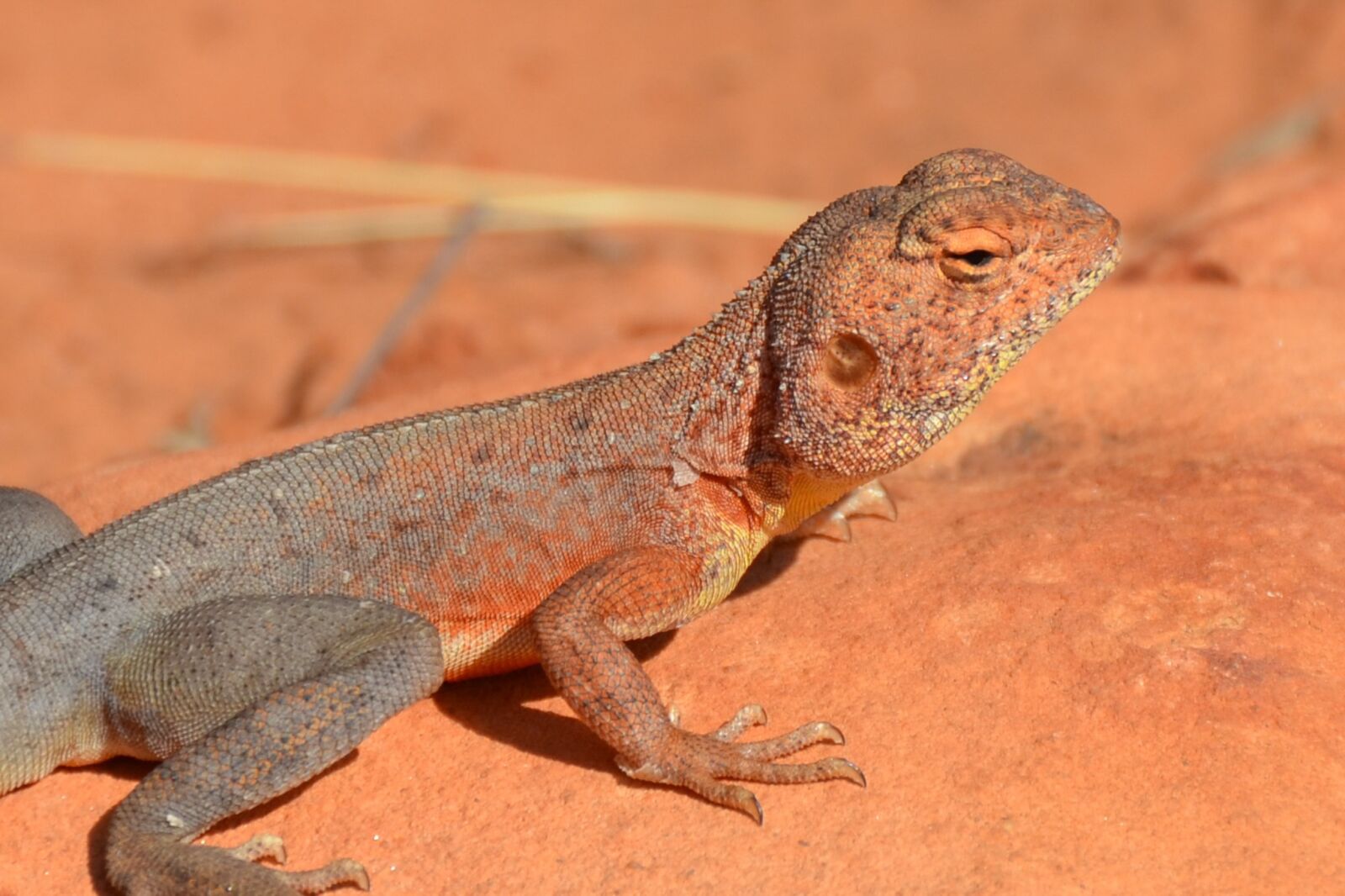 Nikon D5100 sample photo. Ring-tailed dragon, dragon, lizard photography