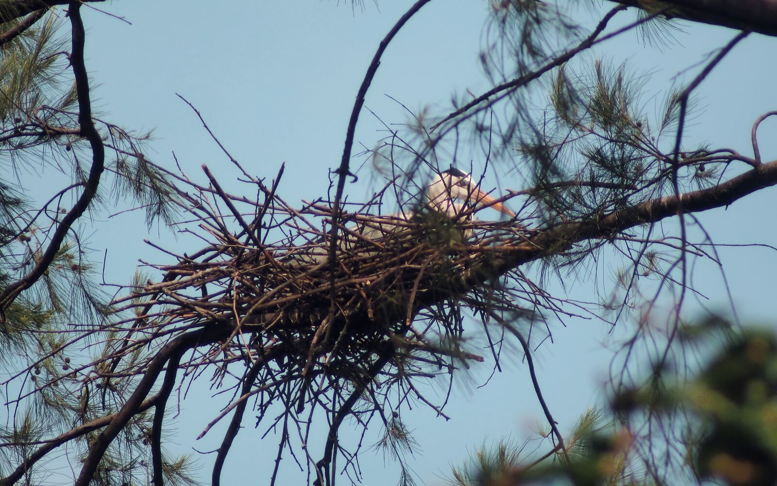 Olympus OM-D E-M1 sample photo. Bird nest, wild, bird photography