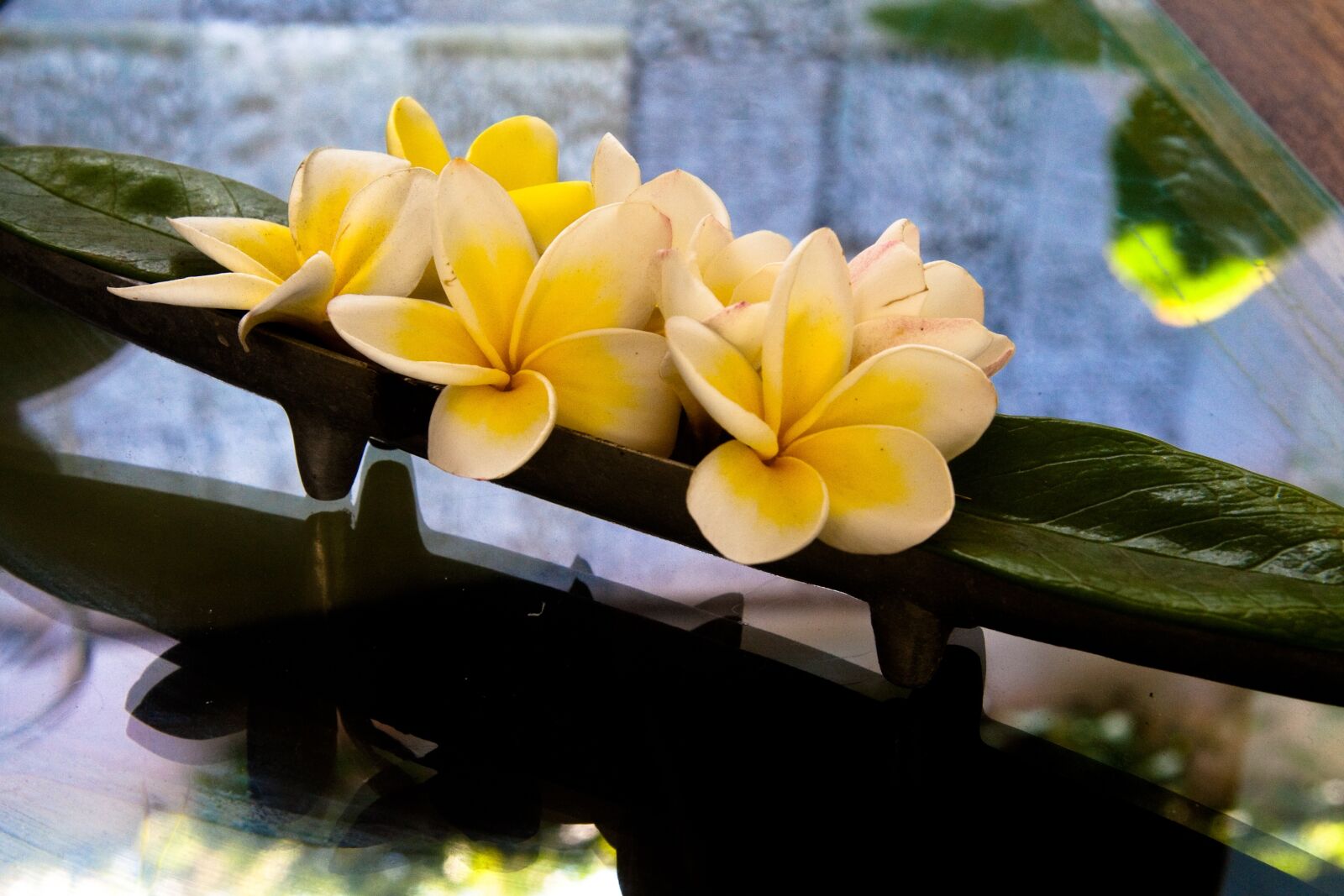 Canon EOS 450D (EOS Rebel XSi / EOS Kiss X2) sample photo. Plumeria, flowers, frangipani photography