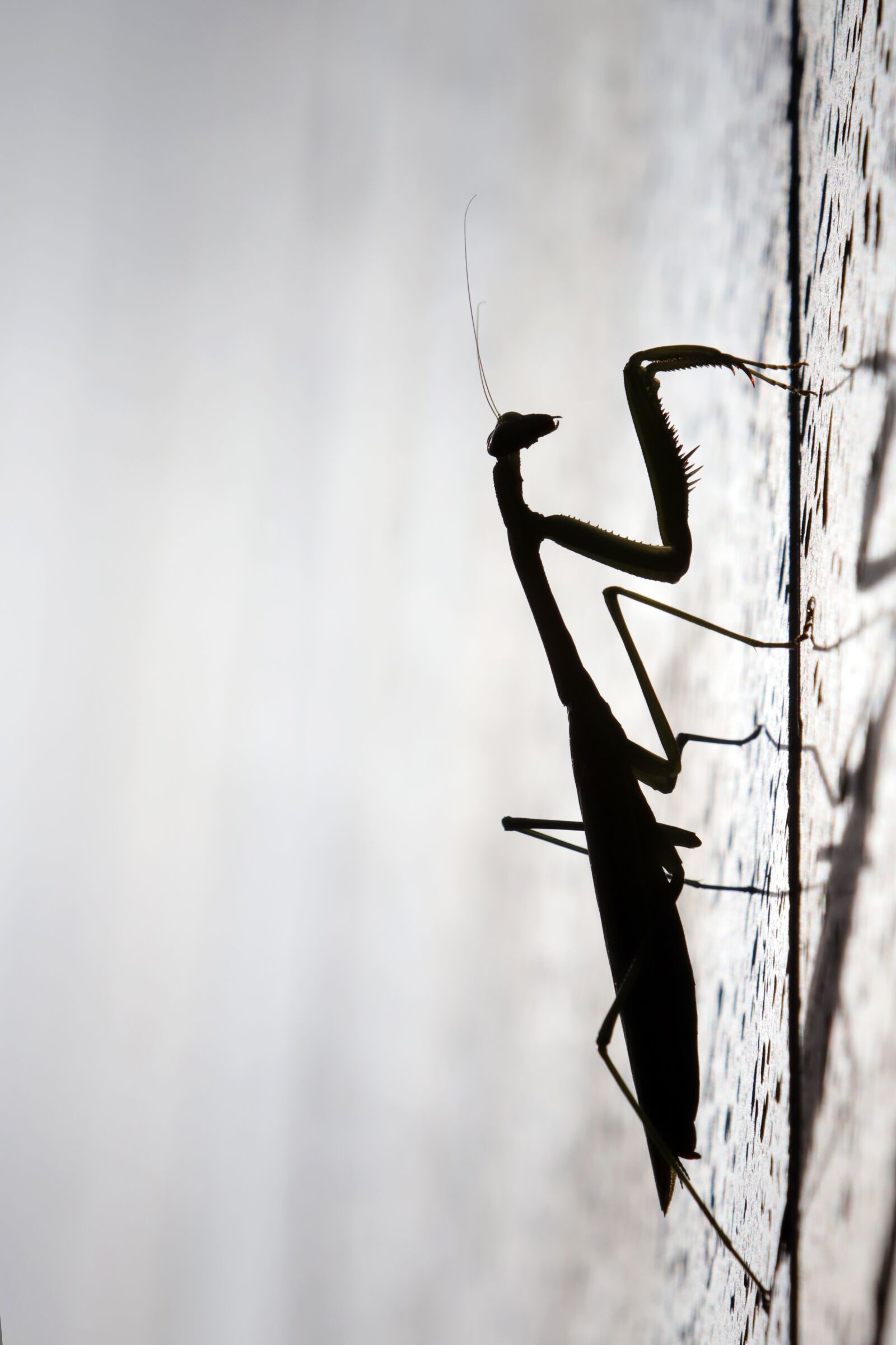 Canon EF 70-200mm F2.8L USM sample photo. Mantis, insects, nature photography