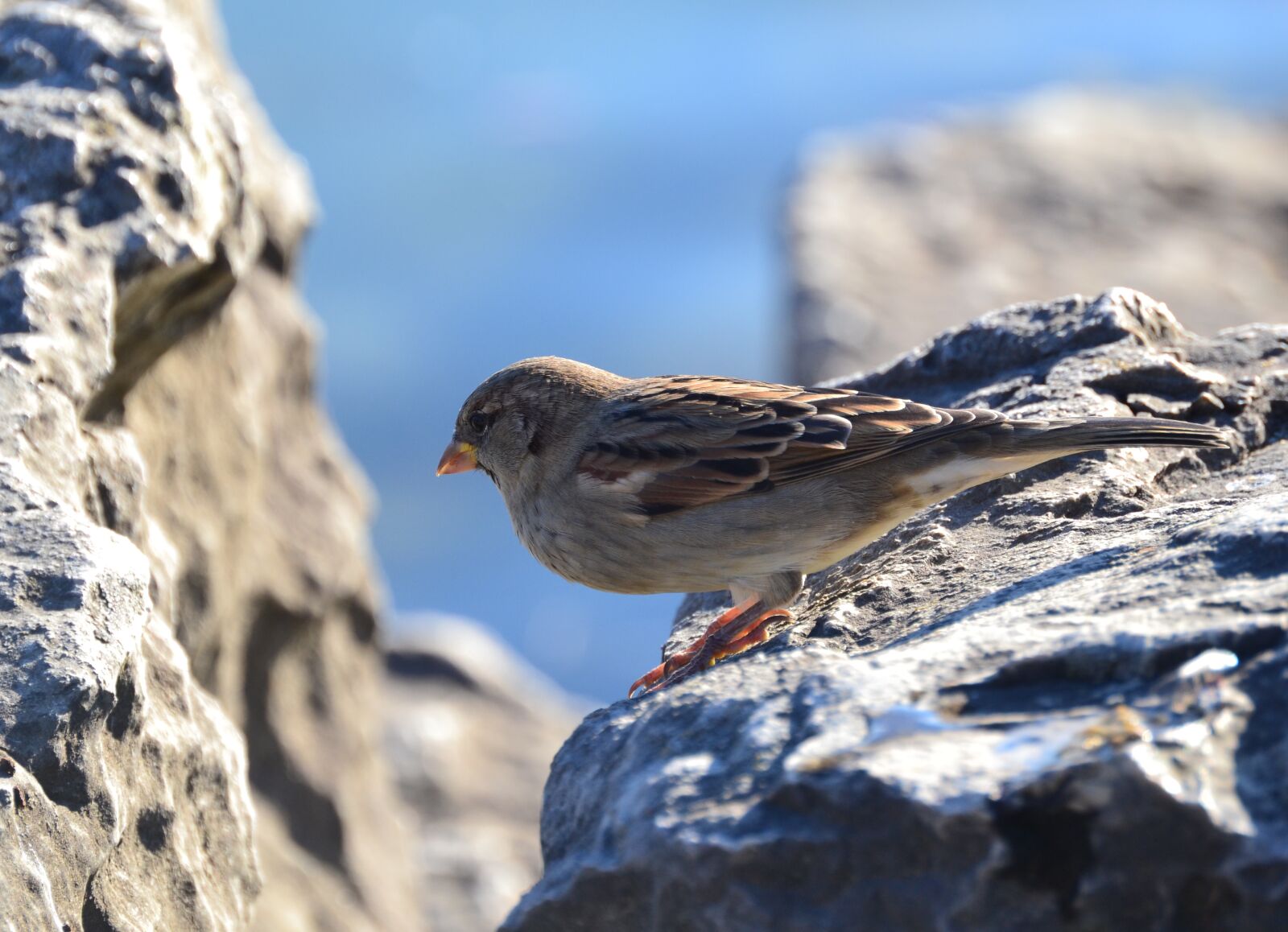 Nikon D3100 sample photo. Bird, blue, grey, nature photography
