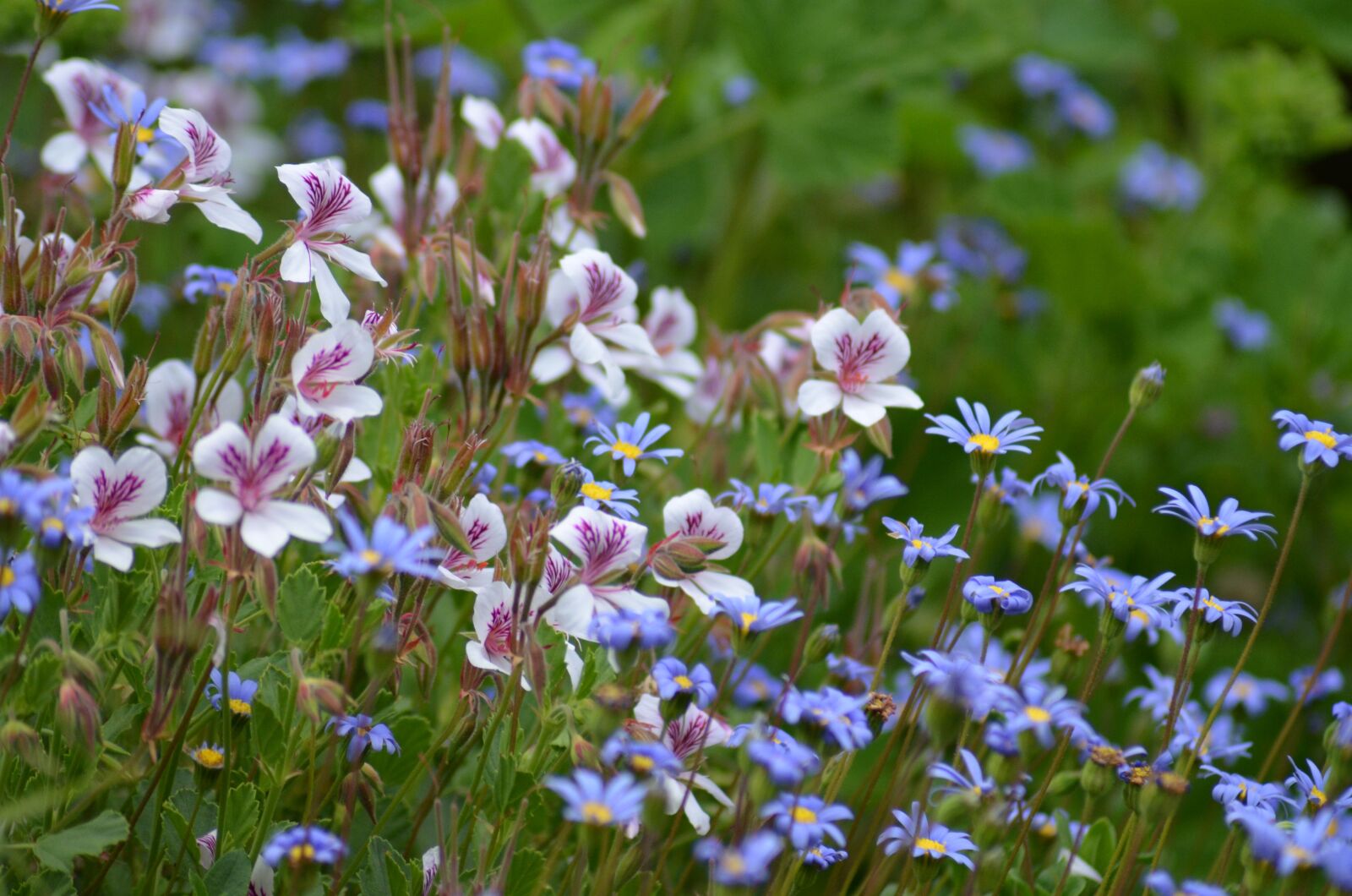 Nikon D5100 sample photo. Flower meadow, purple, pink photography