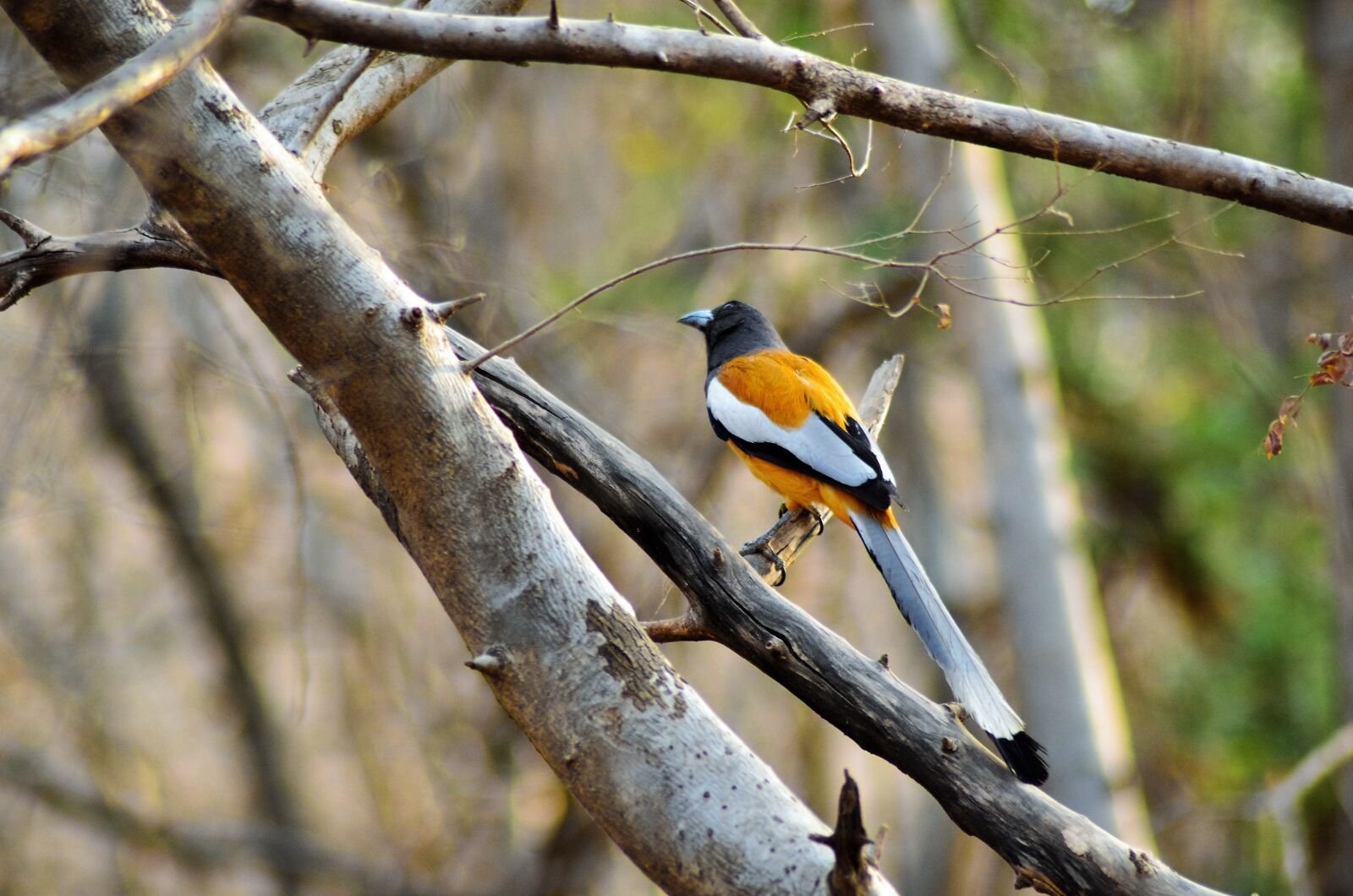 Nikon D7000 sample photo. Bird, wildlife, forest photography