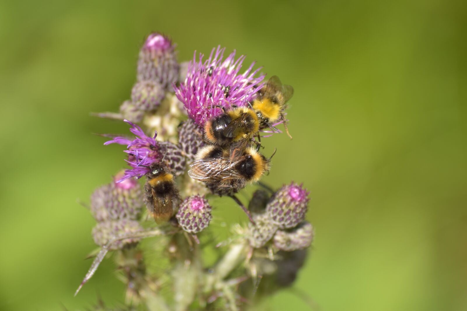 Nikon D5300 sample photo. Close up, wild bee photography