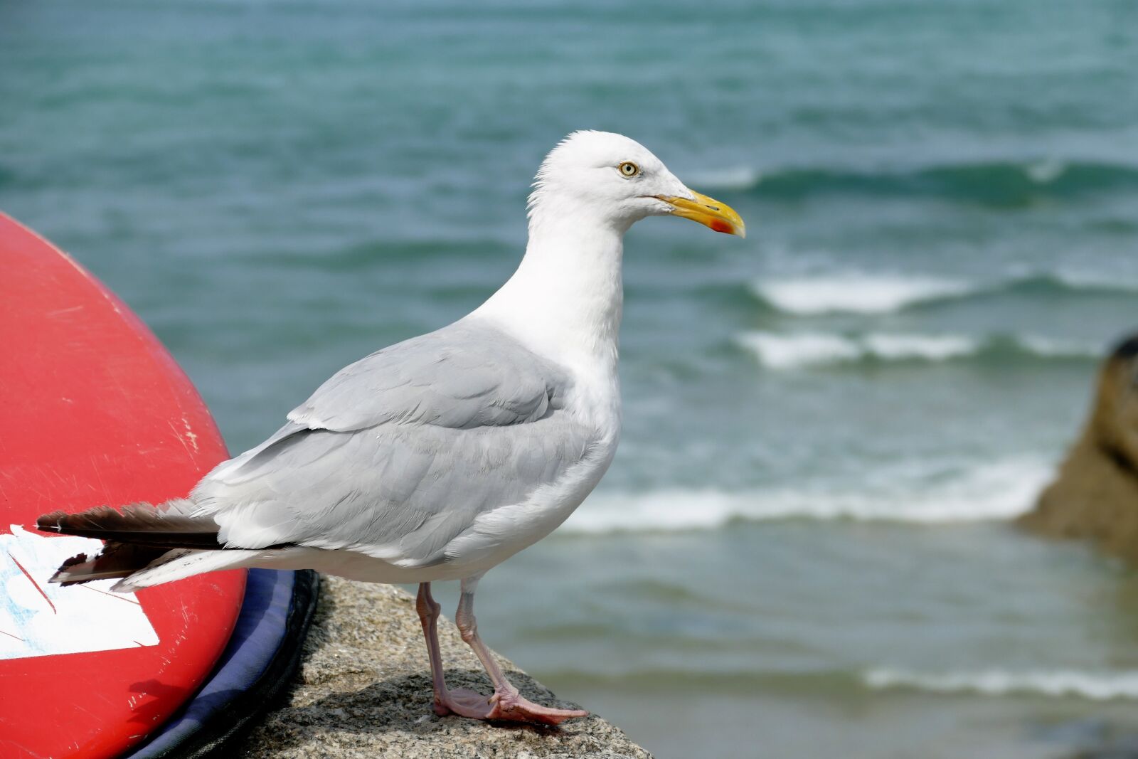 Panasonic Lumix DMC-FZ1000 sample photo. Seagull, bird, animal photography
