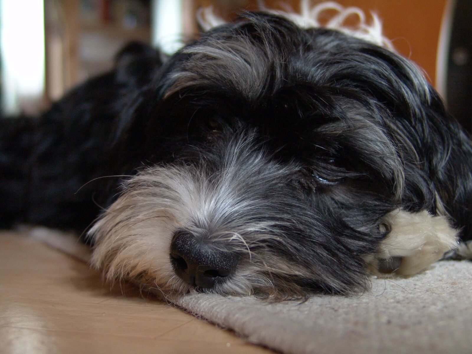 Sony DSC-F828 sample photo. Dog, animal, cute photography