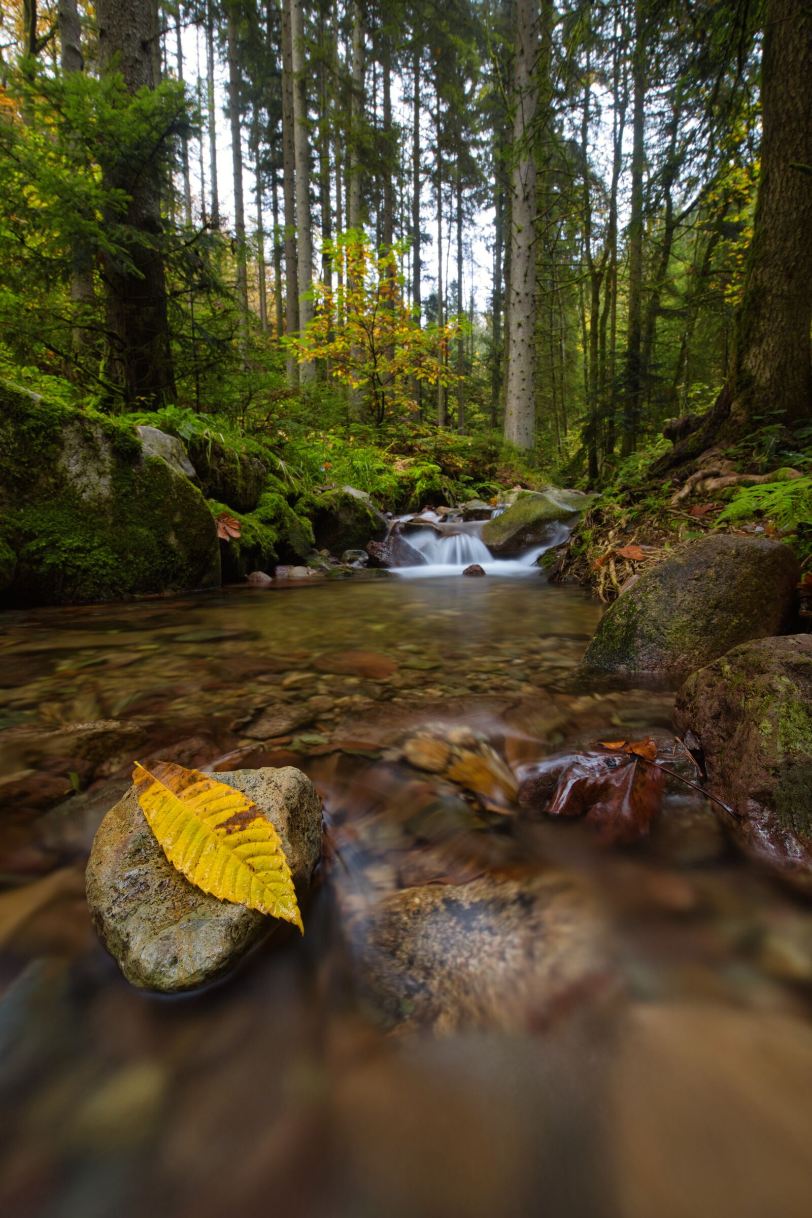 Canon EF 16-35mm F4L IS USM sample photo. Creek, leaf, scenic photography