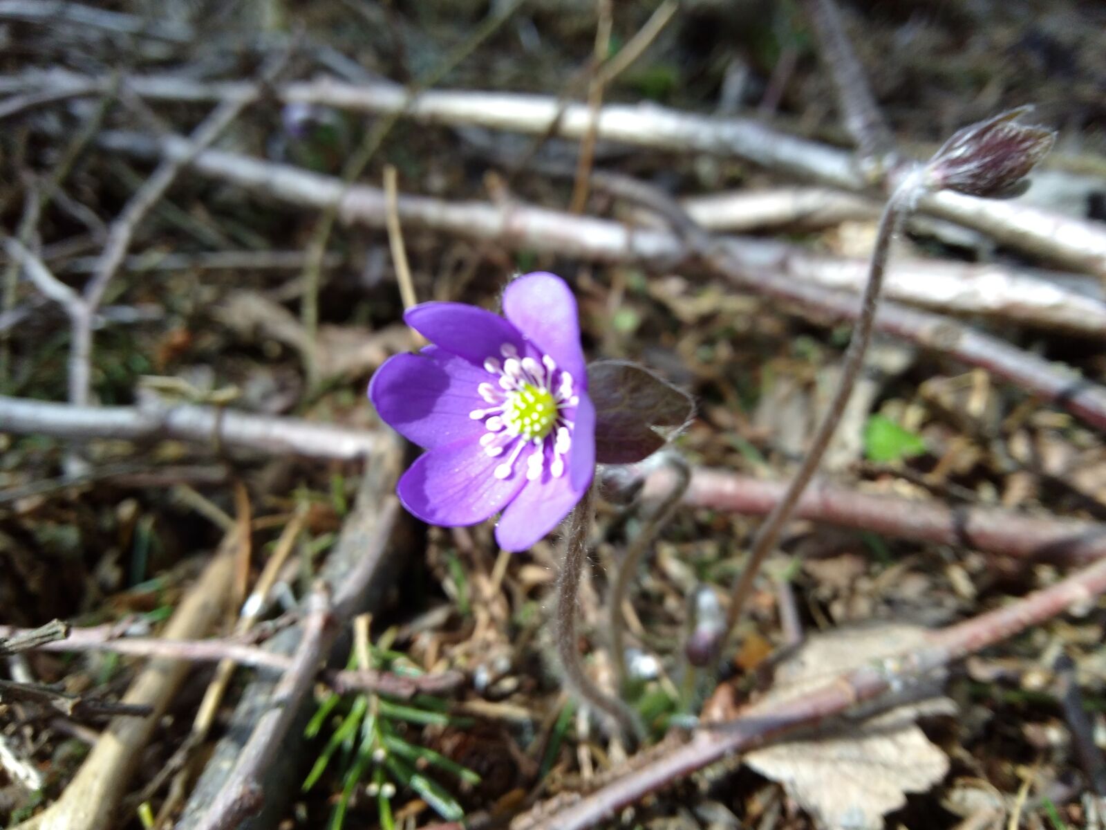 Motorola Moto G Play sample photo. Anemone hepatica, hepatica nobilis photography