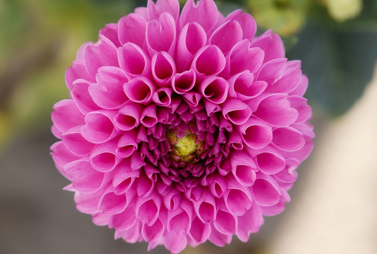 Canon EOS 200D (EOS Rebel SL2 / EOS Kiss X9) sample photo. Dahlia, beauty, macro photography