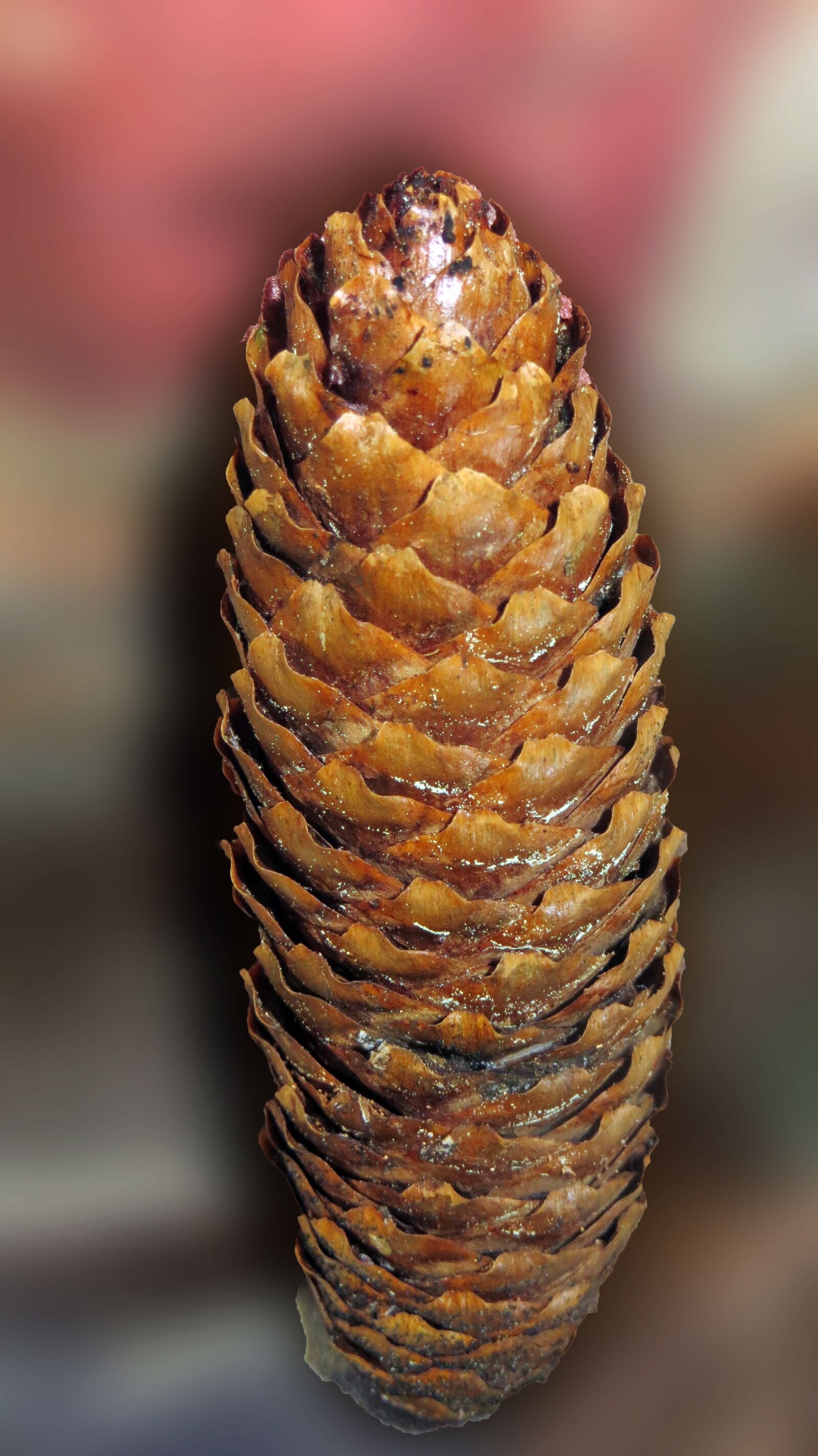 Canon PowerShot SX240 HS sample photo. Pine cones, tree fruit photography