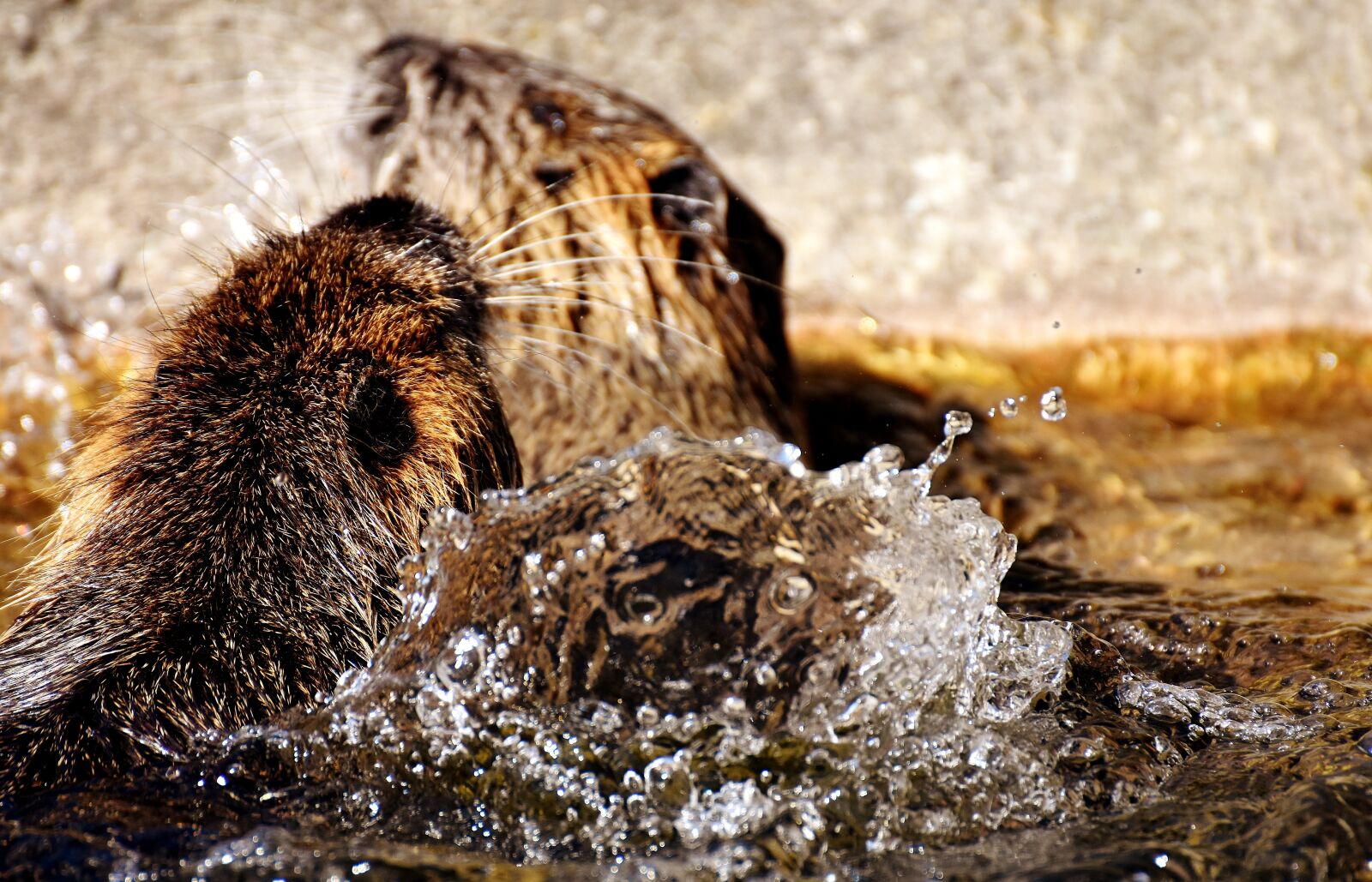 Nikon D7200 sample photo. Beaver rats, play, nutria photography