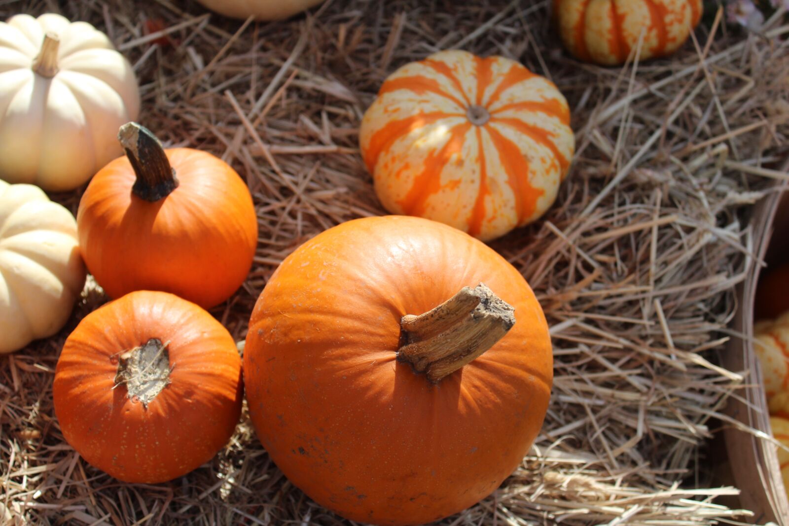 Canon EOS 1200D (EOS Rebel T5 / EOS Kiss X70 / EOS Hi) sample photo. Pumpkins, hay, squash photography
