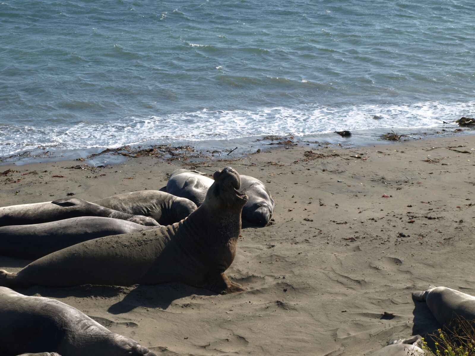 Olympus E-510 (EVOLT E-510) sample photo. Crabeater, usa, pacific coast photography