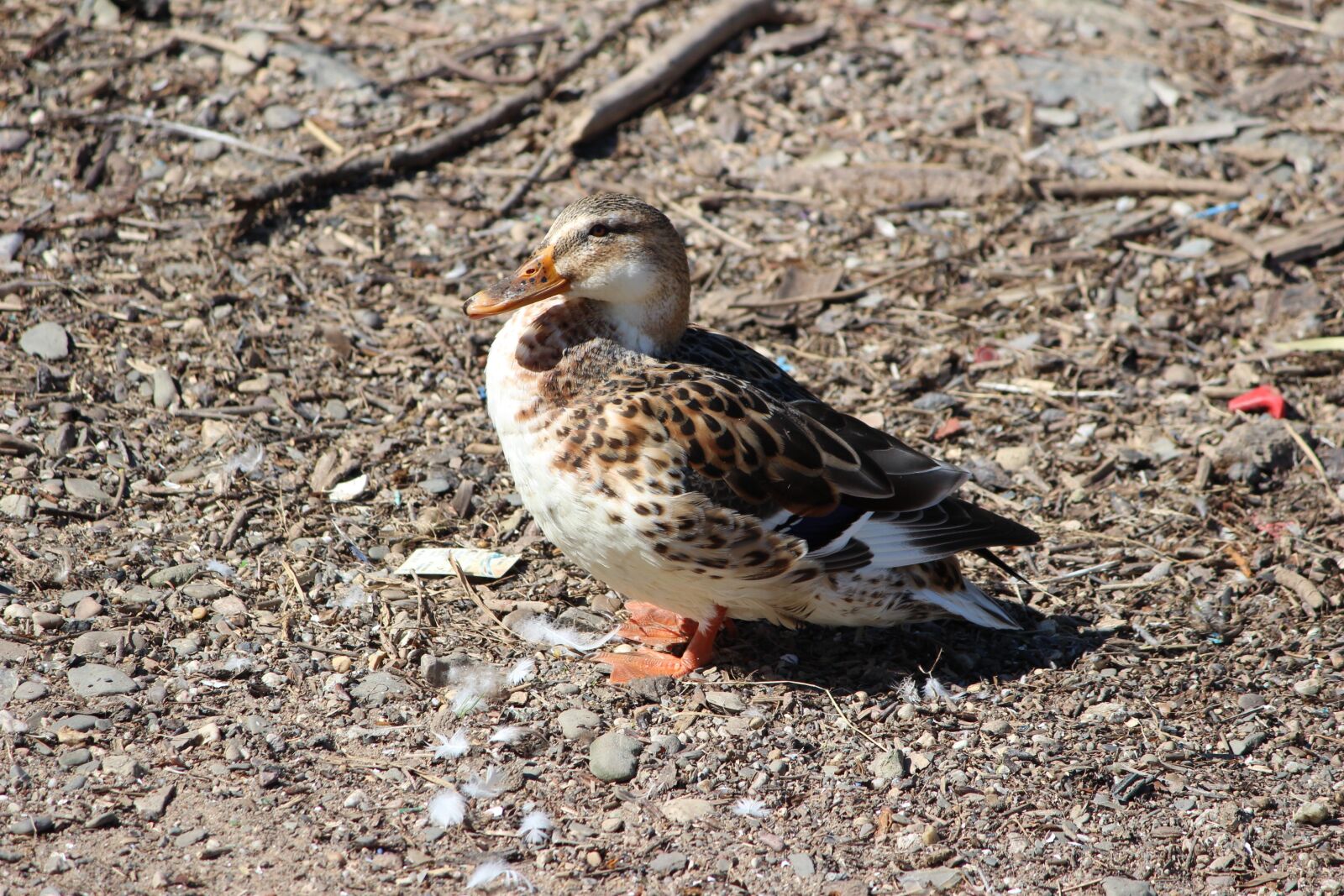 Canon EOS 600D (Rebel EOS T3i / EOS Kiss X5) sample photo. Bird, nature, animal photography