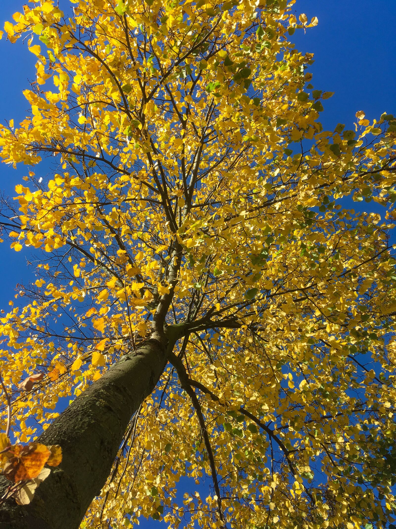 iPhone SE back camera 4.15mm f/2.2 sample photo. Autumn, fall foliage, leaves photography