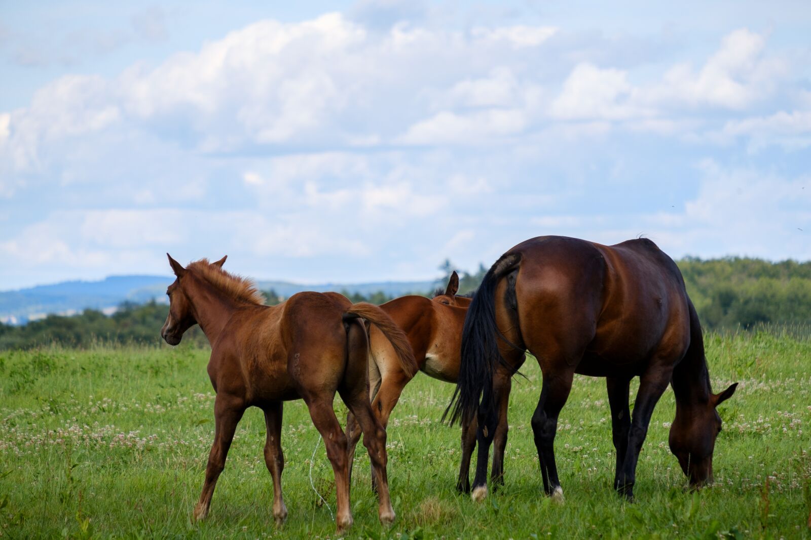 Fujifilm X-T2 + Fujifilm XF 55-200mm F3.5-4.8 R LM OIS sample photo. Horse, mare, foal photography