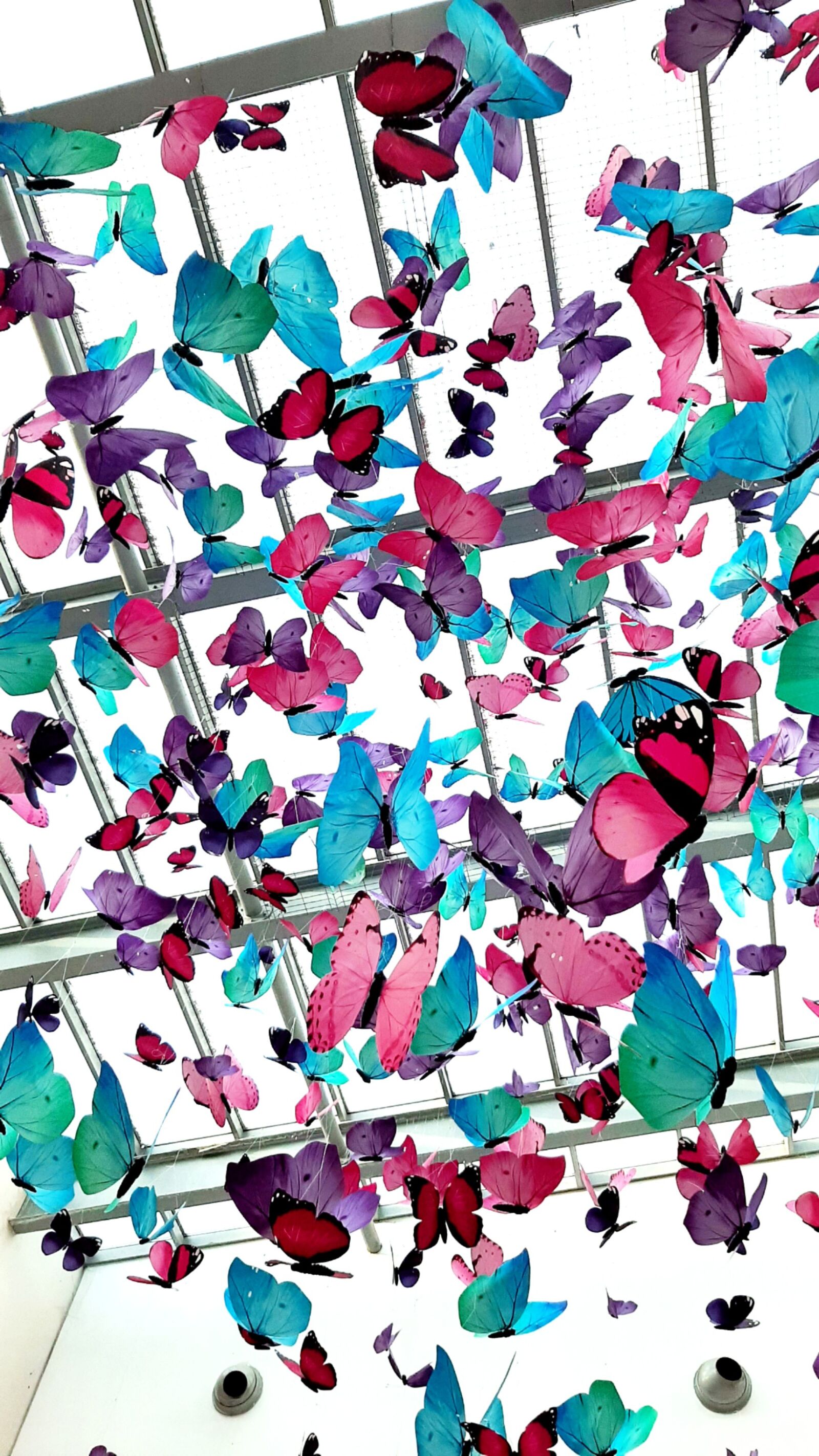 Samsung Galaxy A50 sample photo. Butterflies, colorful, window photography