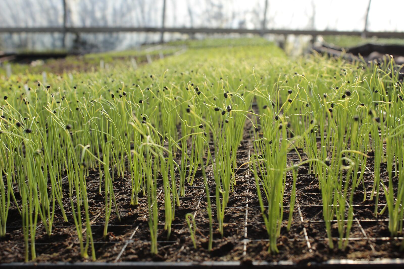 Canon EOS 600D (Rebel EOS T3i / EOS Kiss X5) sample photo. Garlic, garden, growing photography