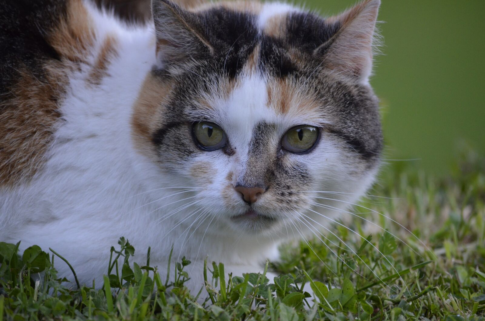 Nikon D5100 sample photo. Cat, portrait, nature photography