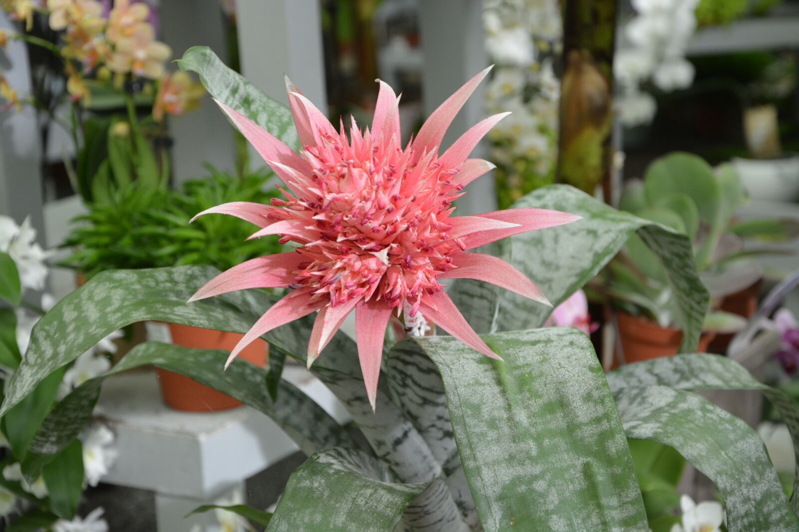 Nikon D5200 sample photo. Plant, succulent, cactus photography