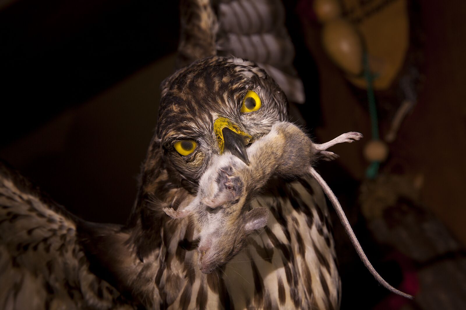 Canon EOS 5D Mark II sample photo. Owl, mouse, owl mouse photography