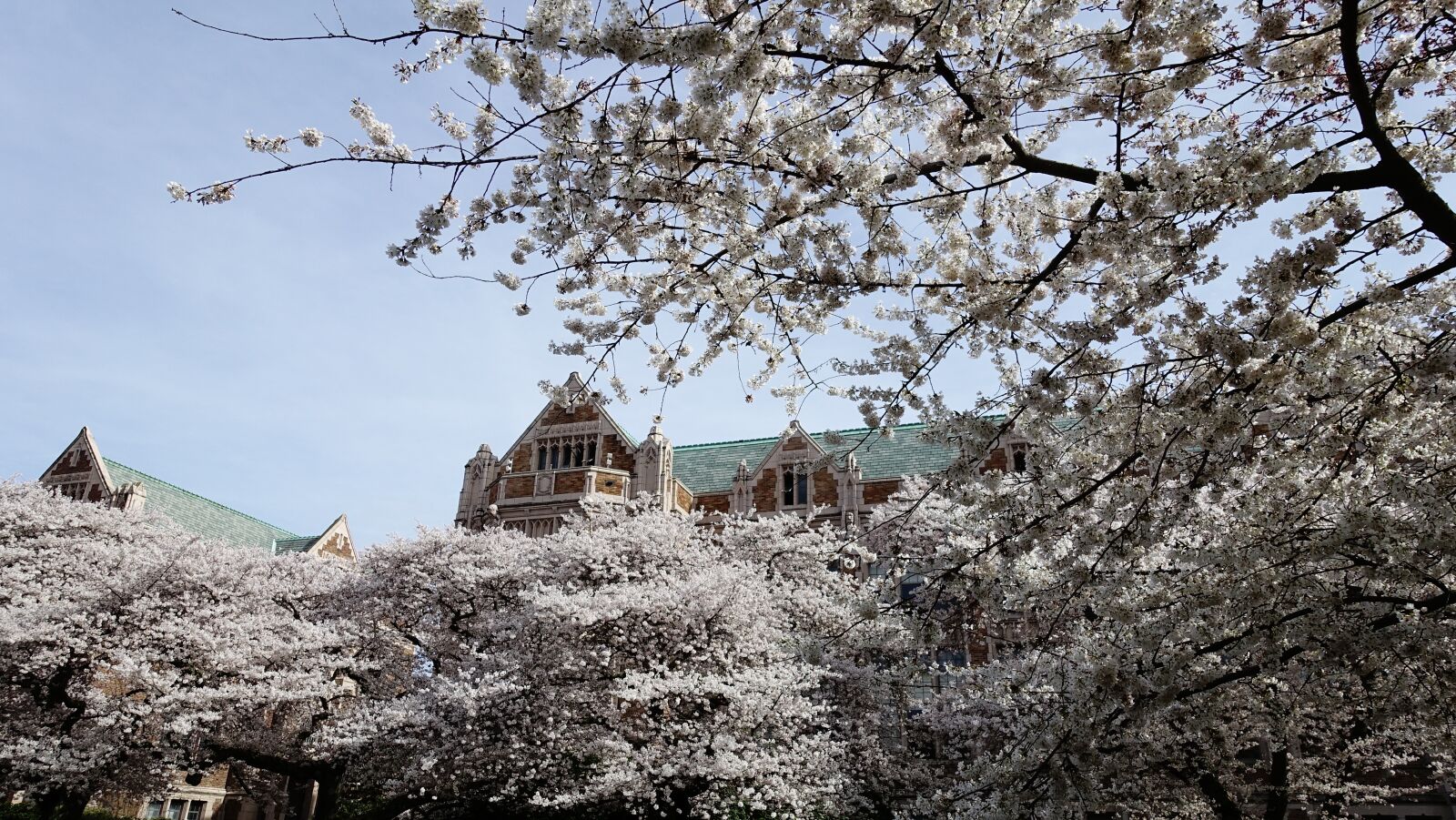 Sony Cyber-shot DSC-RX100 III sample photo. Cherry blossoms, seattle, cherry photography