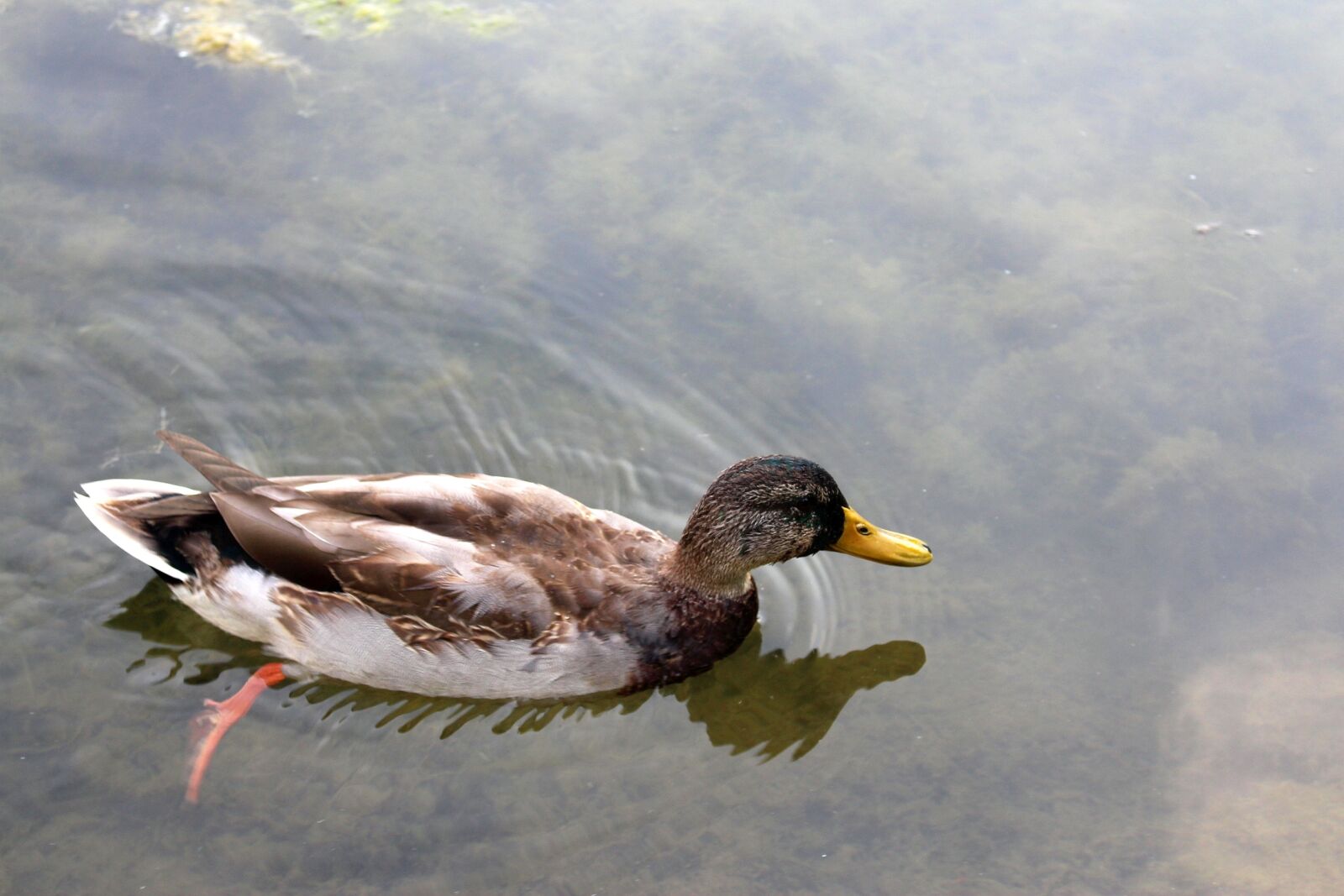 Canon EOS 700D (EOS Rebel T5i / EOS Kiss X7i) sample photo. Bird, mallard duck, wild photography