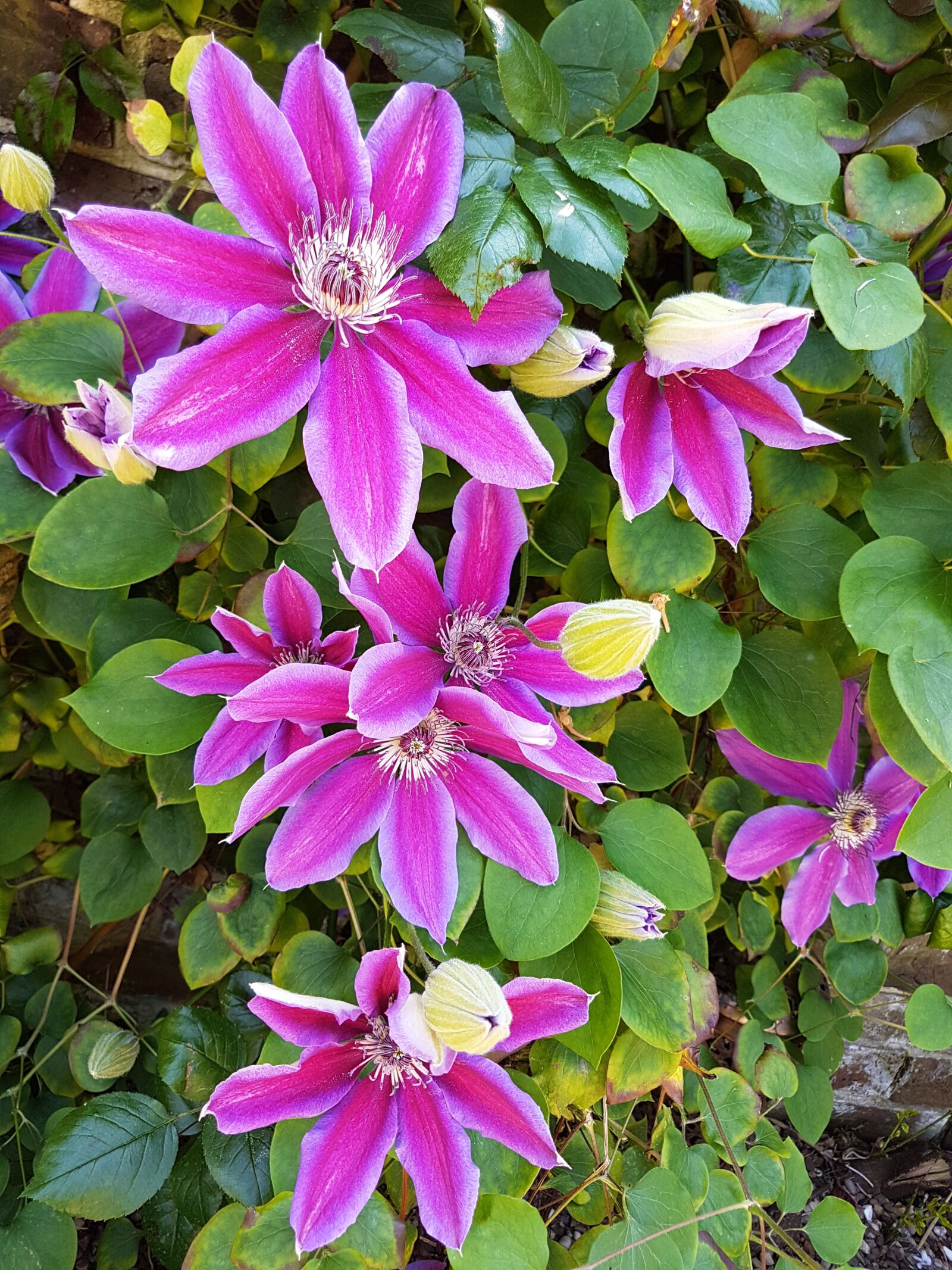 Samsung Galaxy S7 Edge sample photo. Pink, clematis, plant photography