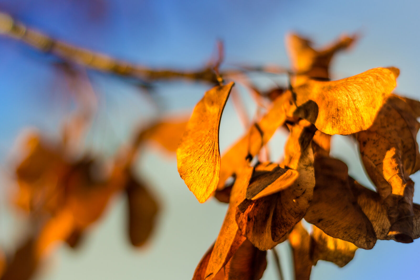 Canon EOS 60D sample photo. Leaves, autumn, closeup, branch photography
