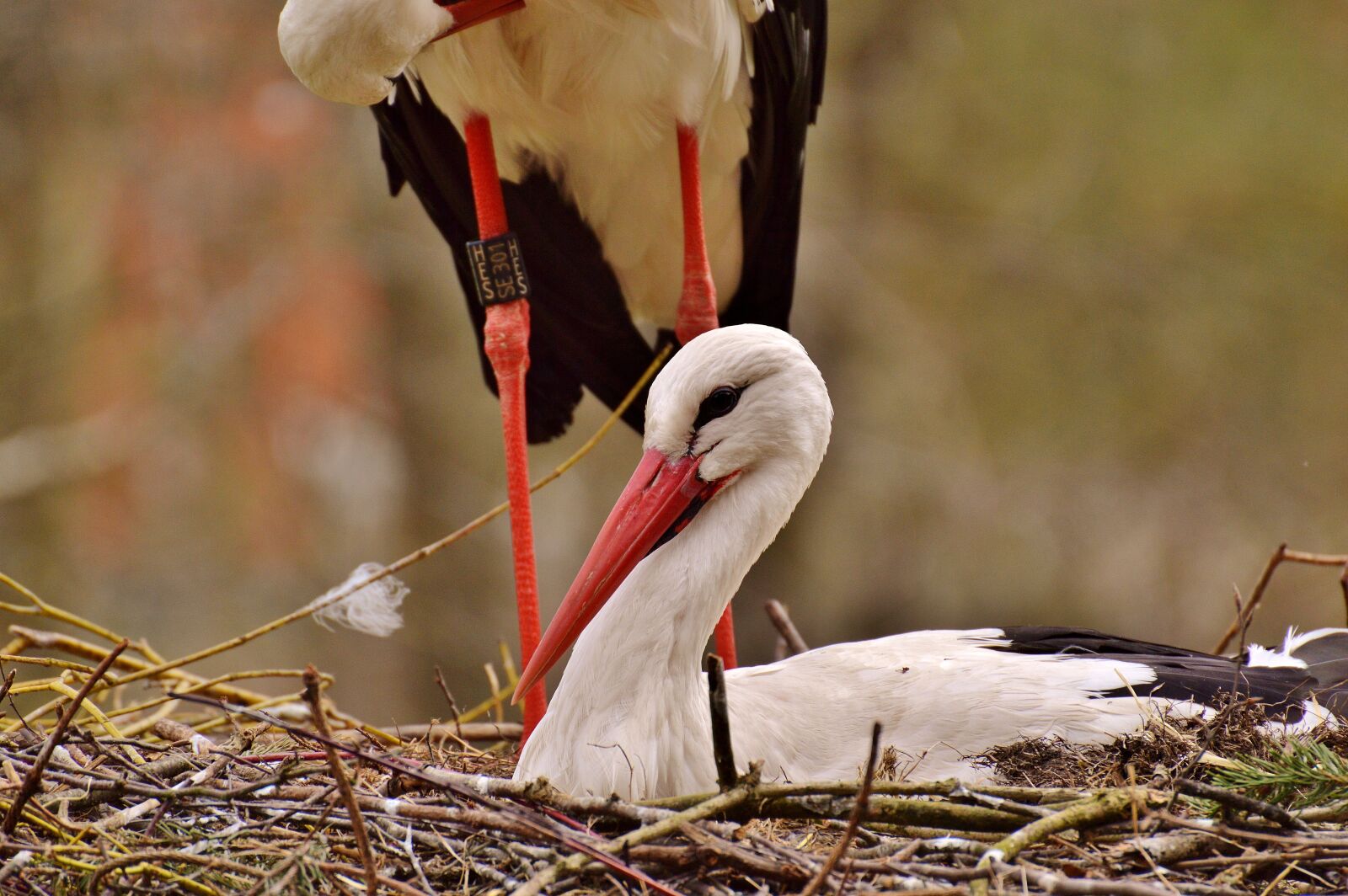 Nikon D3200 sample photo. Stork, flying, bird photography
