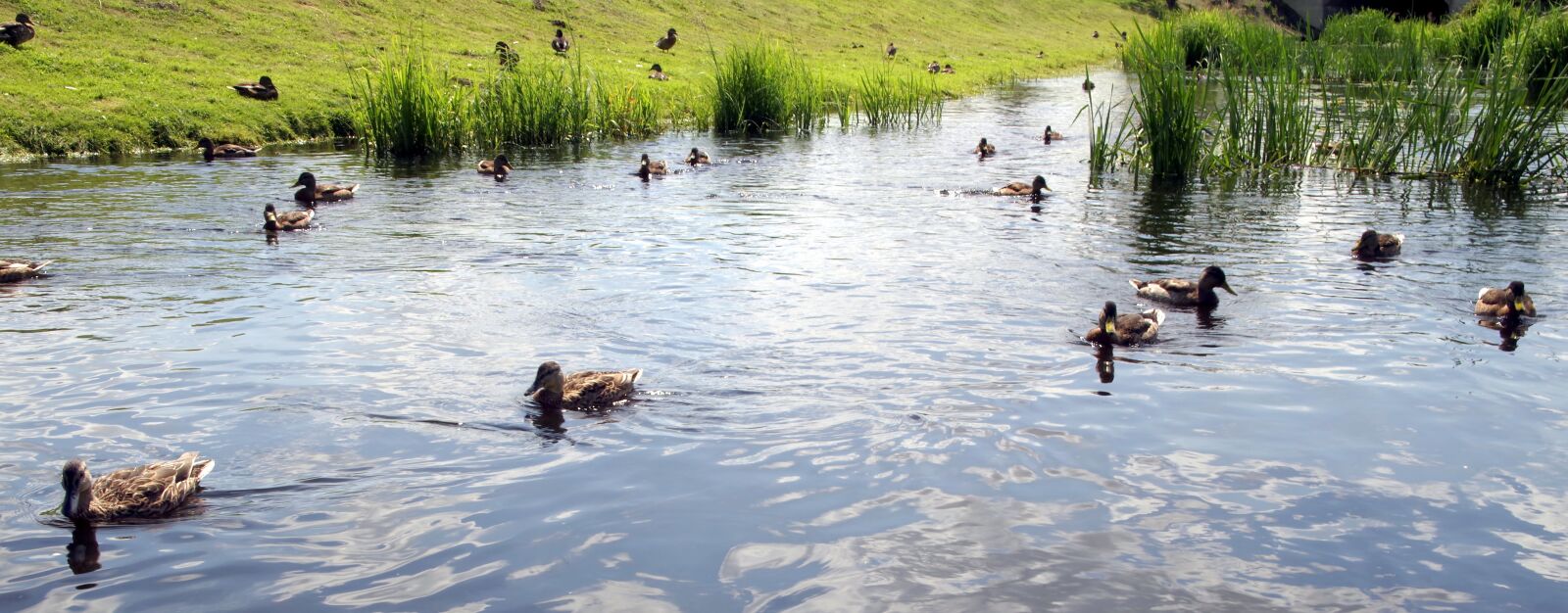 Pentax K-S2 sample photo. Ducks, wild, water photography