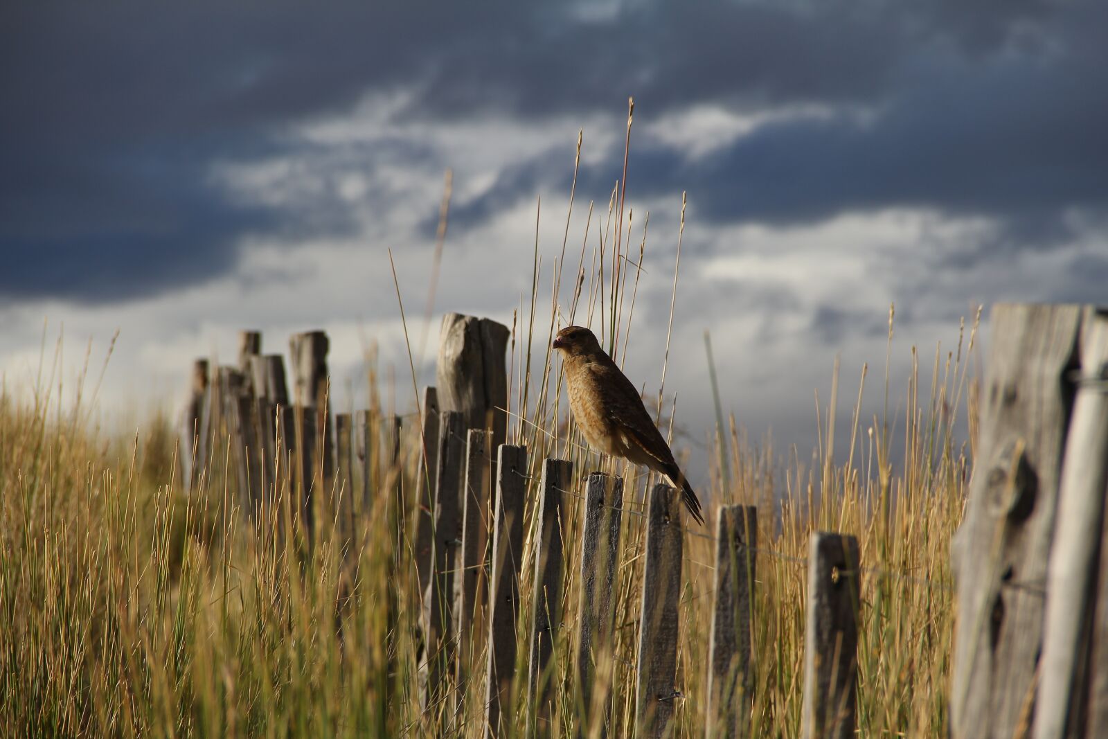 Canon EF-S 18-135mm F3.5-5.6 IS sample photo. Birds, animals, nature photography