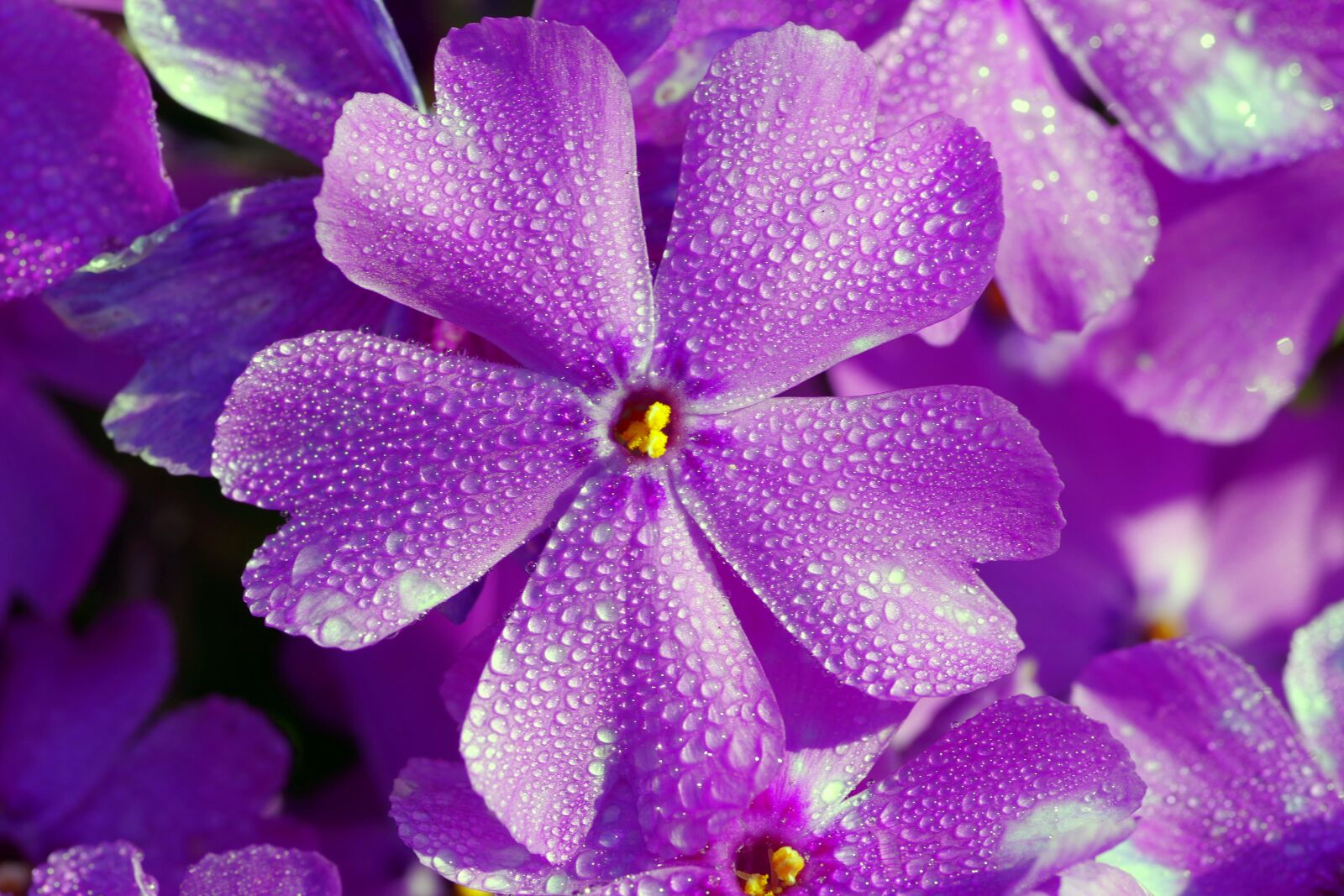 Pentax K-S2 sample photo. Blue, flower, tiny photography