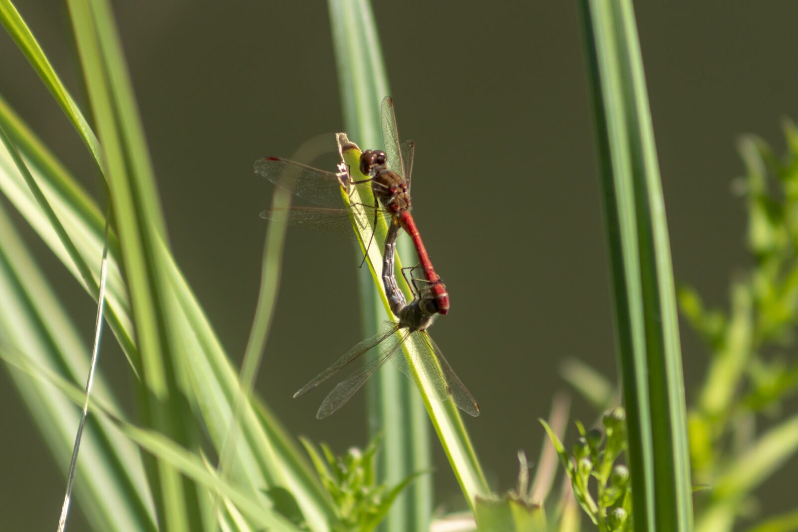 Canon EF75-300mm f/4-5.6 sample photo. Dragonfly, insect, macro photography