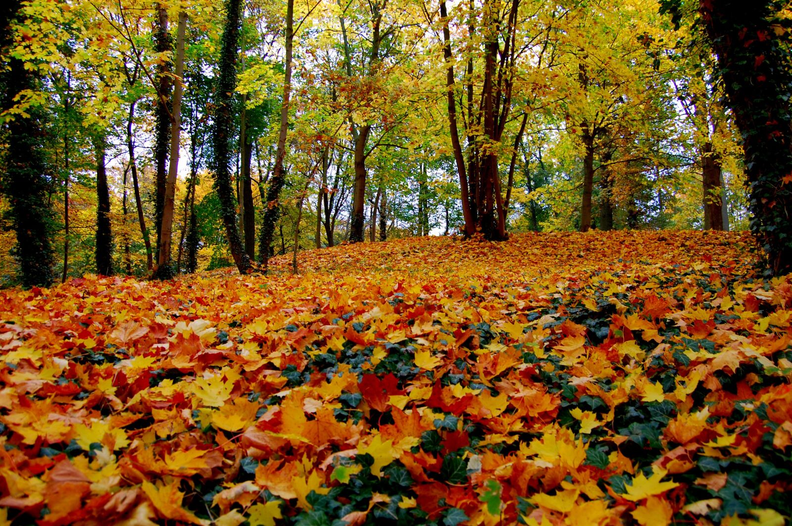 Nikon D40 sample photo. Autumn, leaf, season photography
