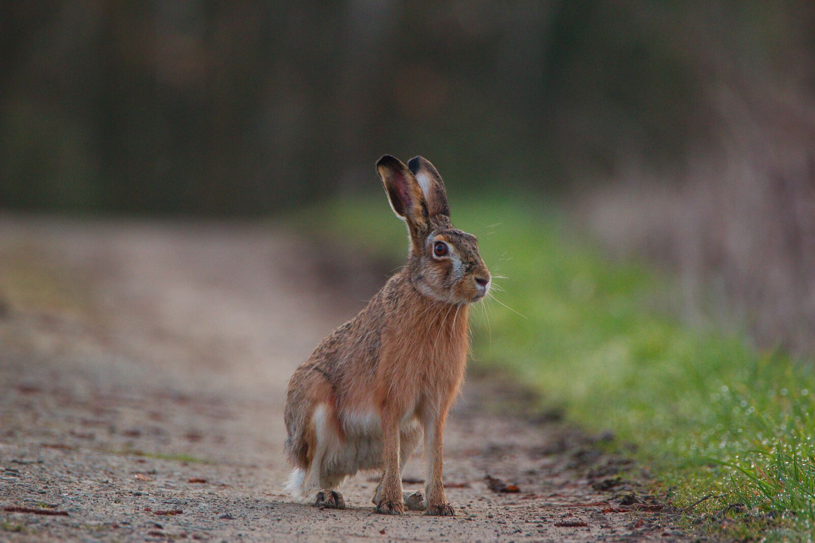 Canon EOS 70D sample photo. Animal world, mammal, animal photography