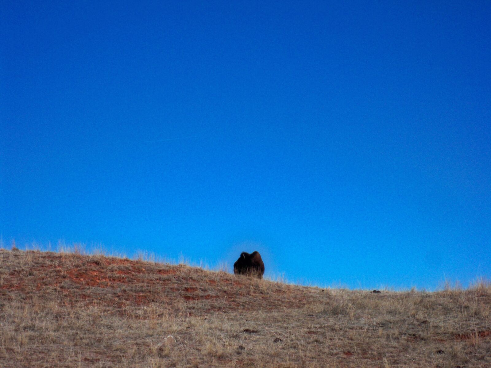 Kodak EASYSHARE M1093 IS DIGITAL CAMERA sample photo. Buffalo photography