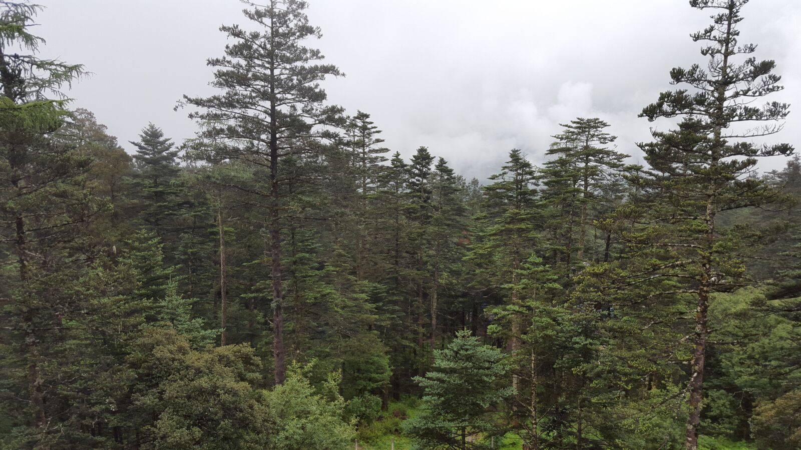 Samsung Galaxy S6 sample photo. Primeval forest, tree, plateau photography