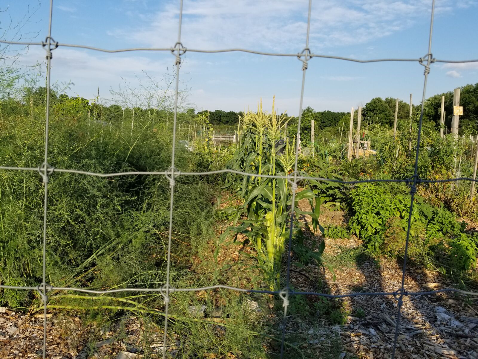 Samsung Galaxy S8+ sample photo. Garden, fence, vegetables photography