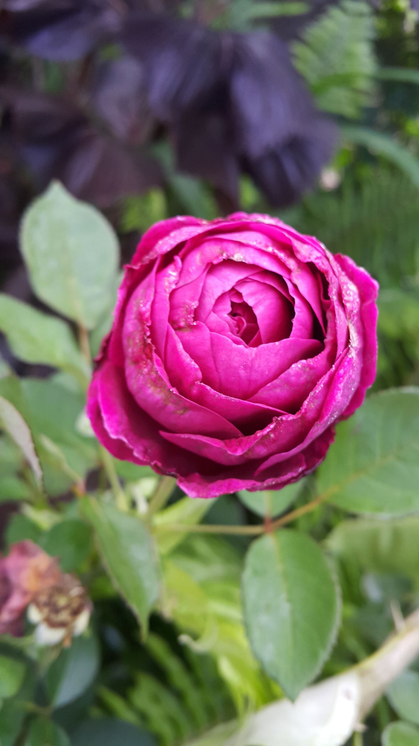 Samsung Galaxy Note4 sample photo. Rose, bud, plant photography