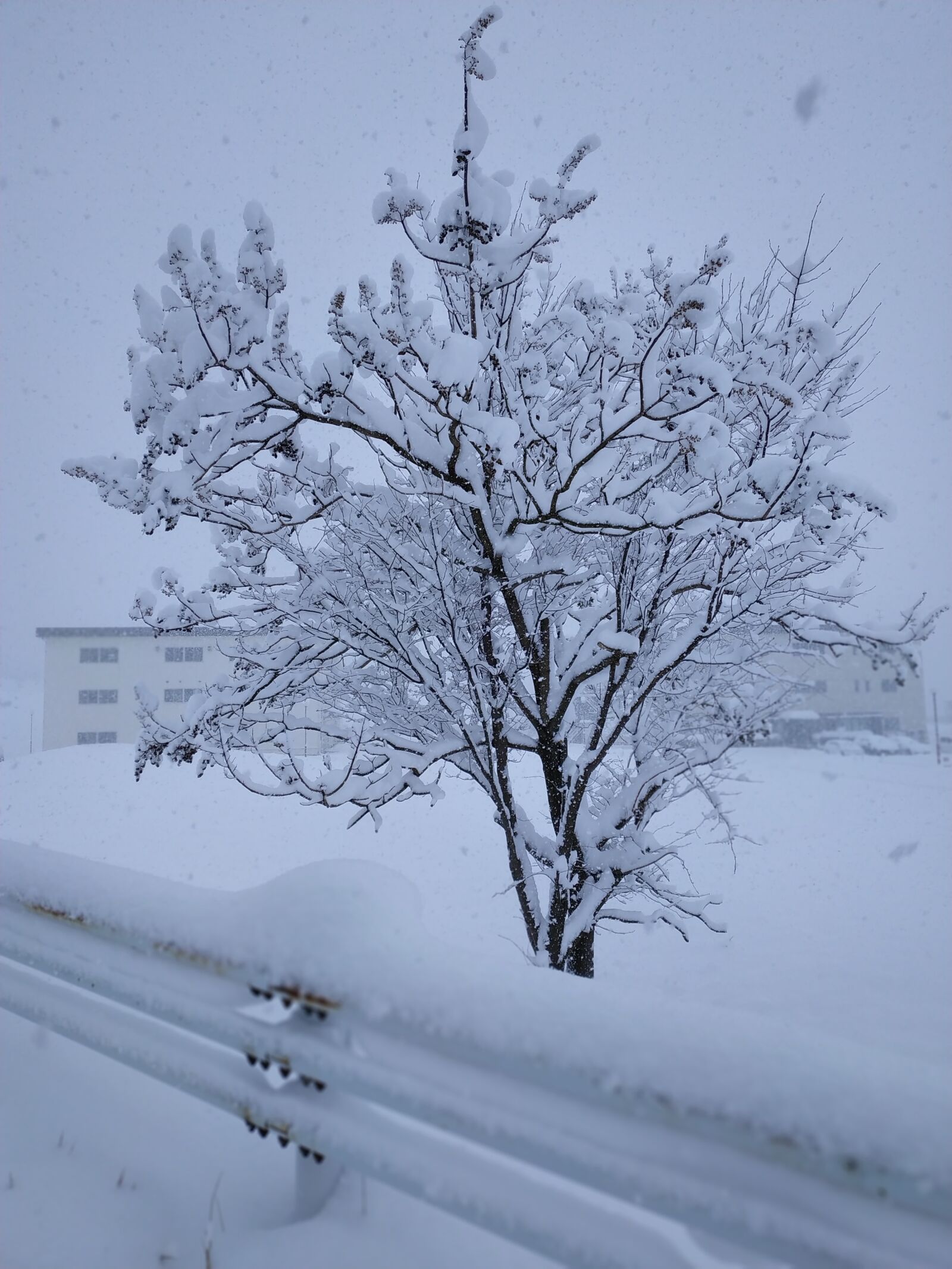 Xiaomi MI MAX 3 sample photo. Winter, japan, snow photography