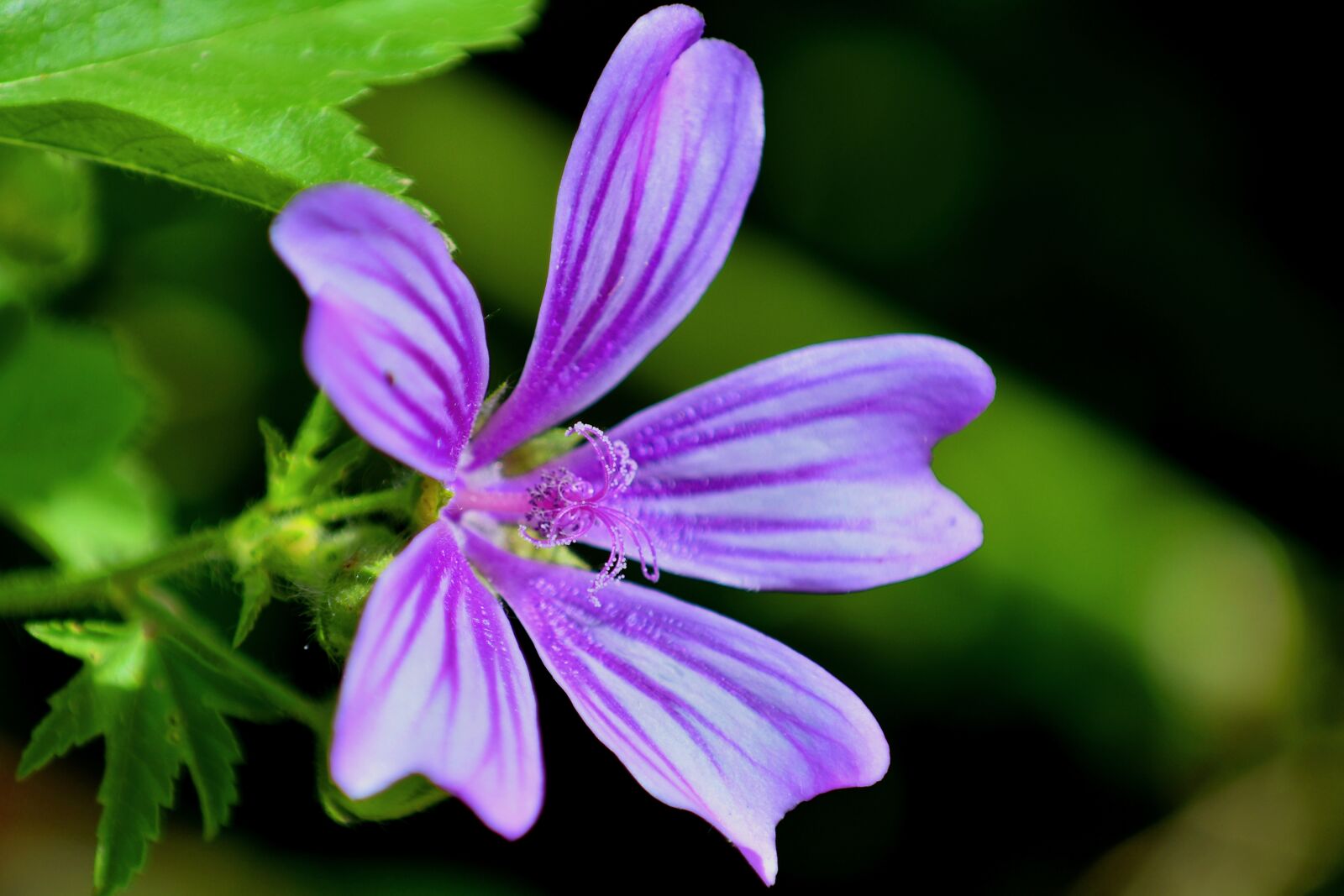 Nikon D3500 sample photo. Mallow, flower, purple photography