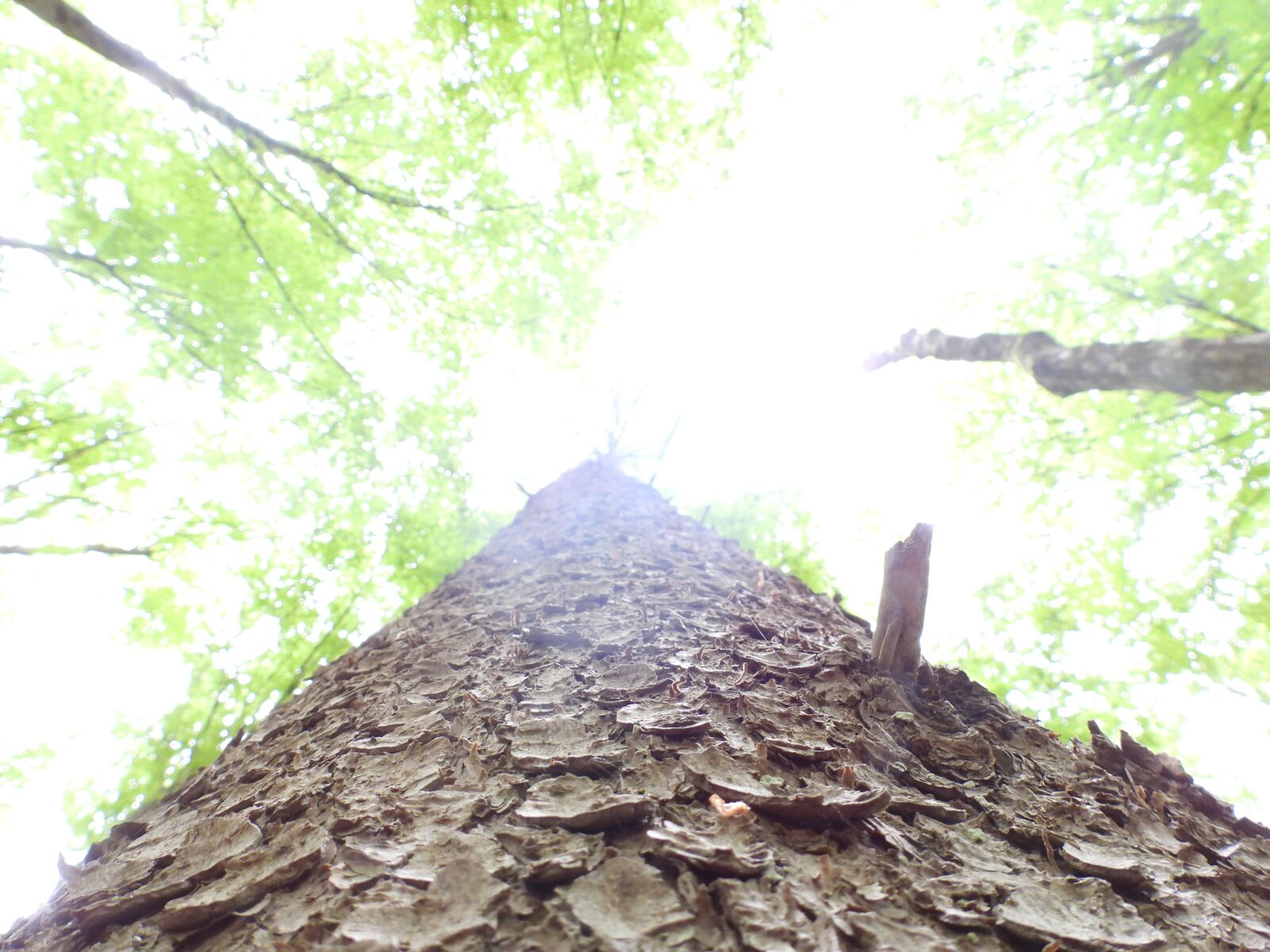 Nikon Coolpix P950 sample photo. Tree, bark, nature photography
