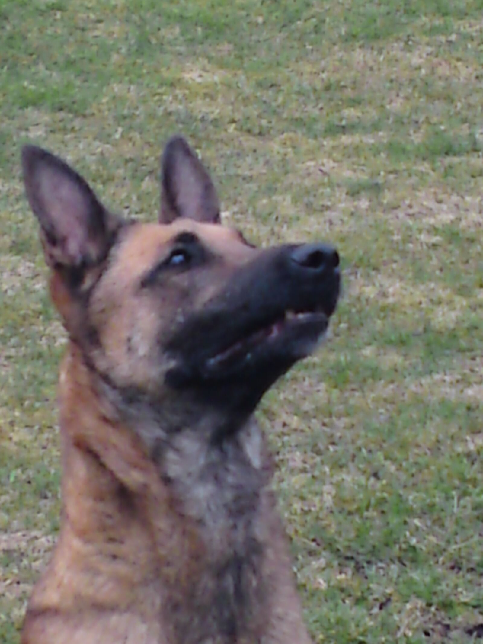 Sony Ericsson C905 sample photo. Malinois, bitch, schutzhund photography