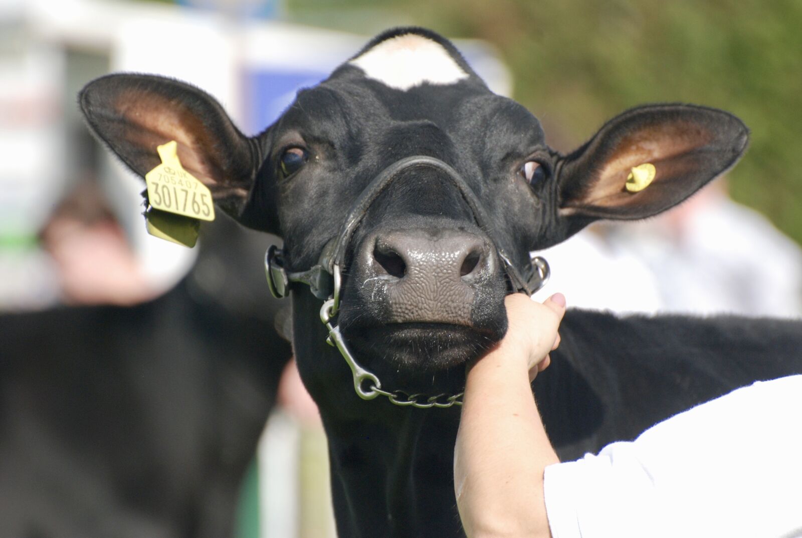 Nikon D80 sample photo. Cow, ears, head photography