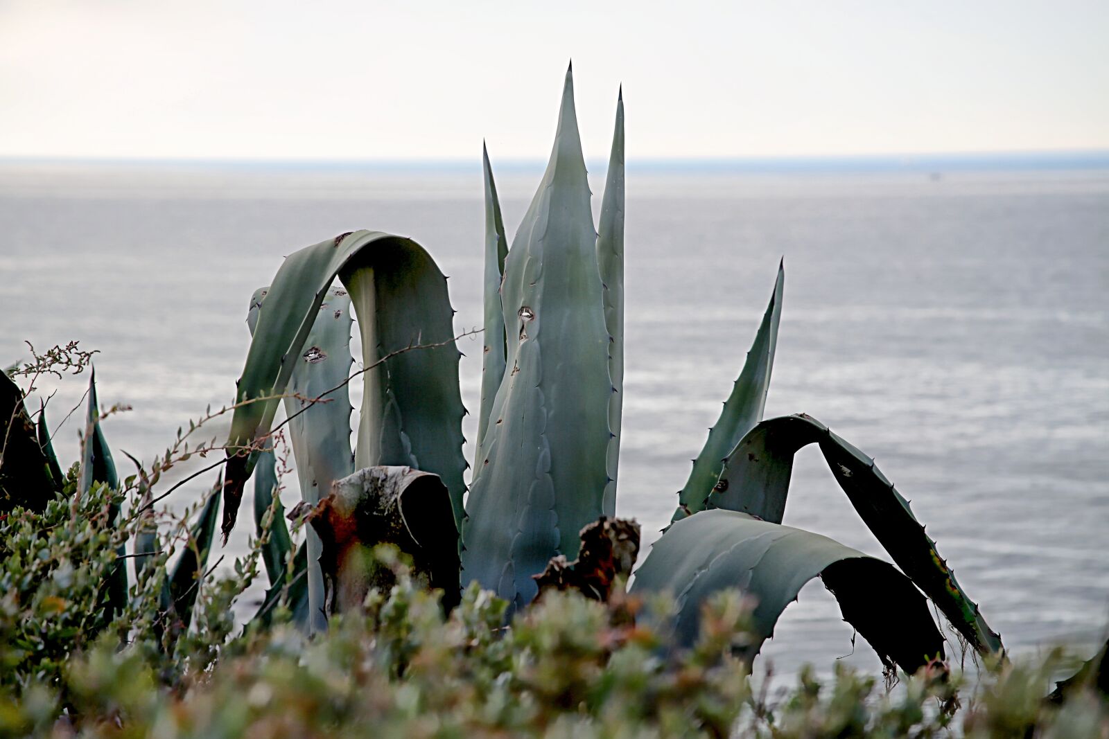 Canon EOS 5D Mark III sample photo. Sea, landscape, cactus photography