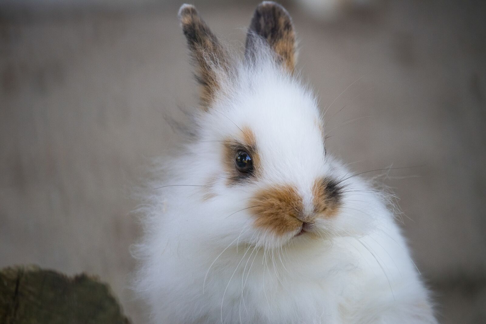 Canon EF-S 55-250mm F4-5.6 IS STM sample photo. Rabbit, hare, animal photography